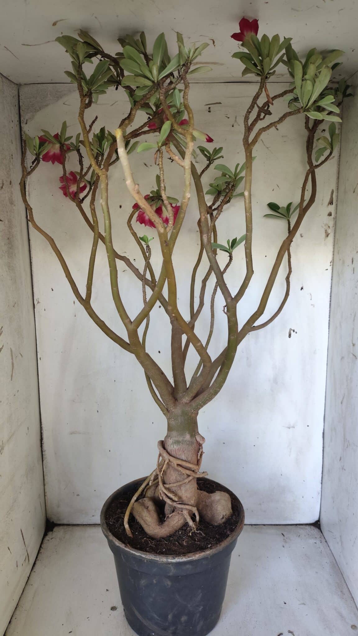 Planta Dobrada 3033 – 70cm – 06 anos