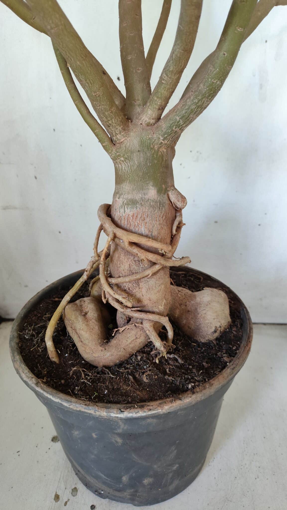 Planta Dobrada 3033 – 70cm – 06 anos
