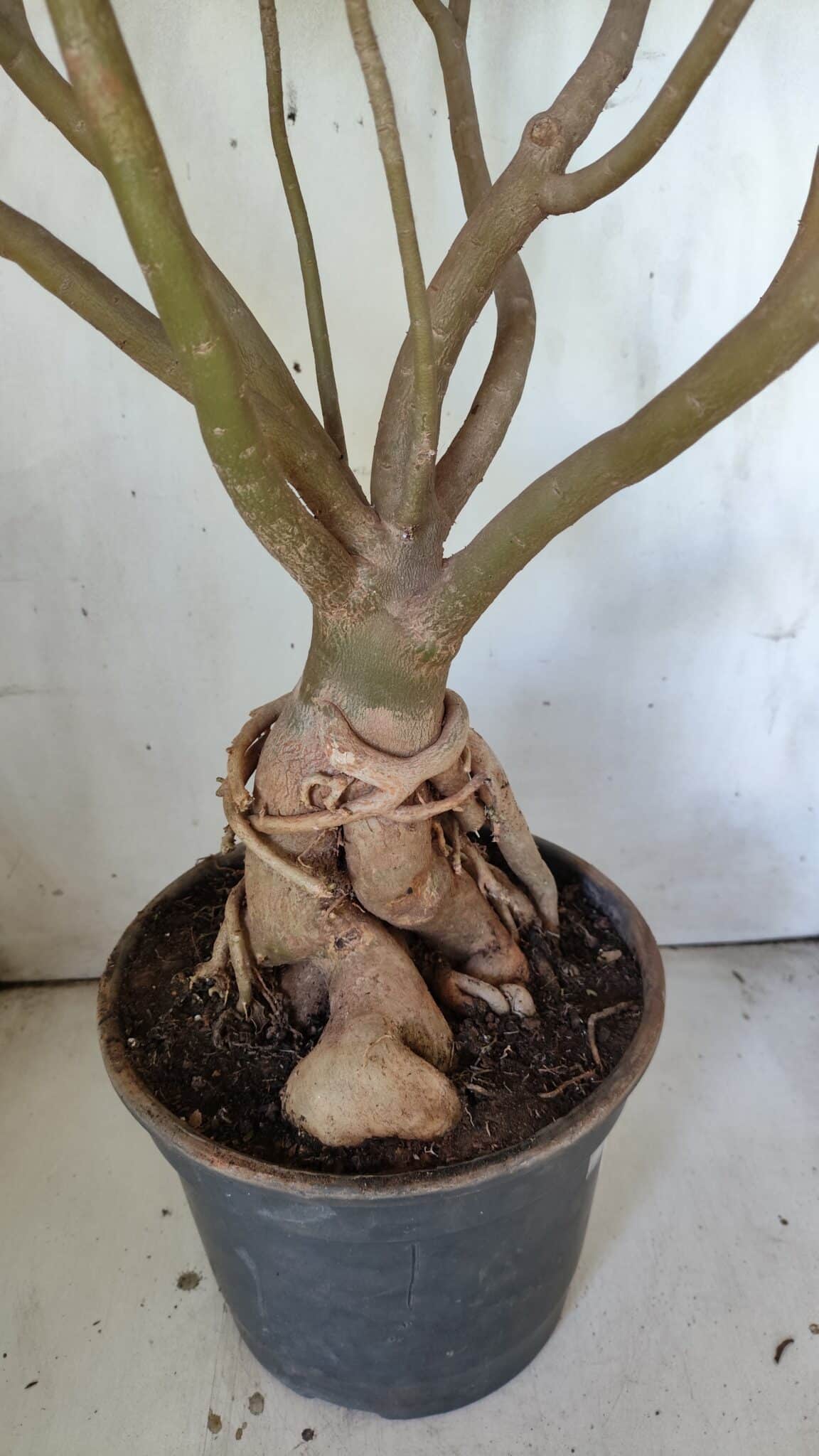Planta Dobrada 3033 – 70cm – 06 anos