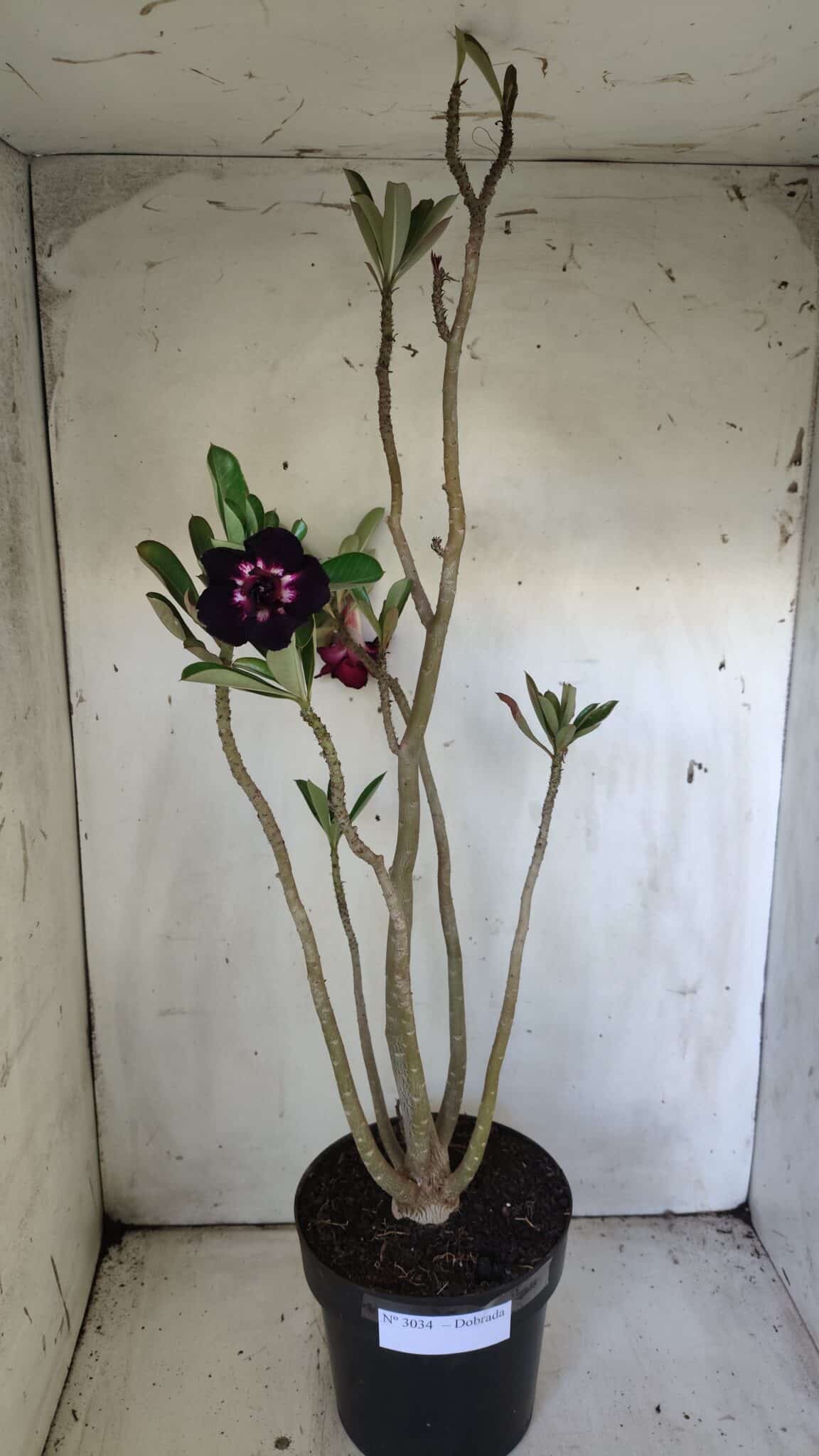 Planta Dobrada 3034 – 40cm – 03 anos