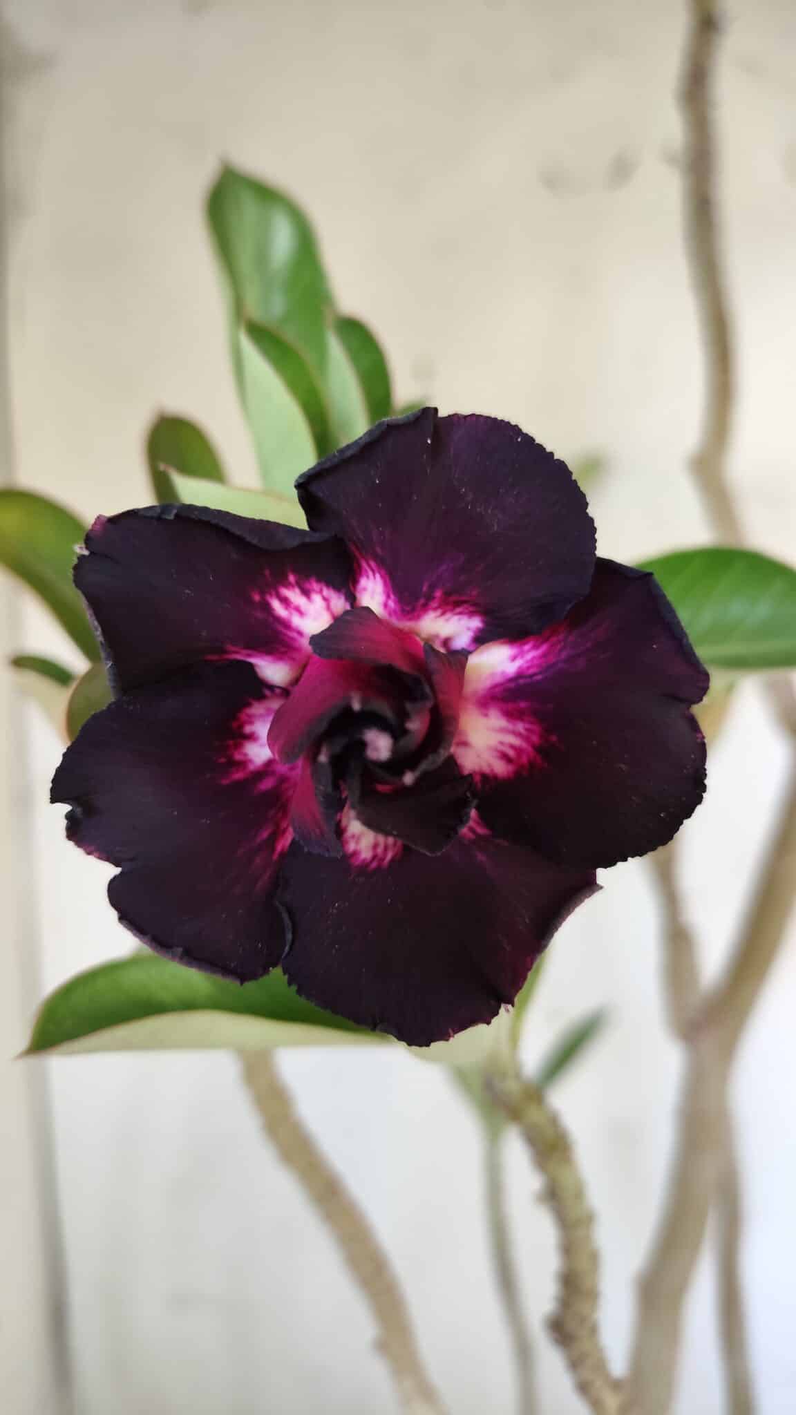 Planta Dobrada 3034 – 40cm – 03 anos