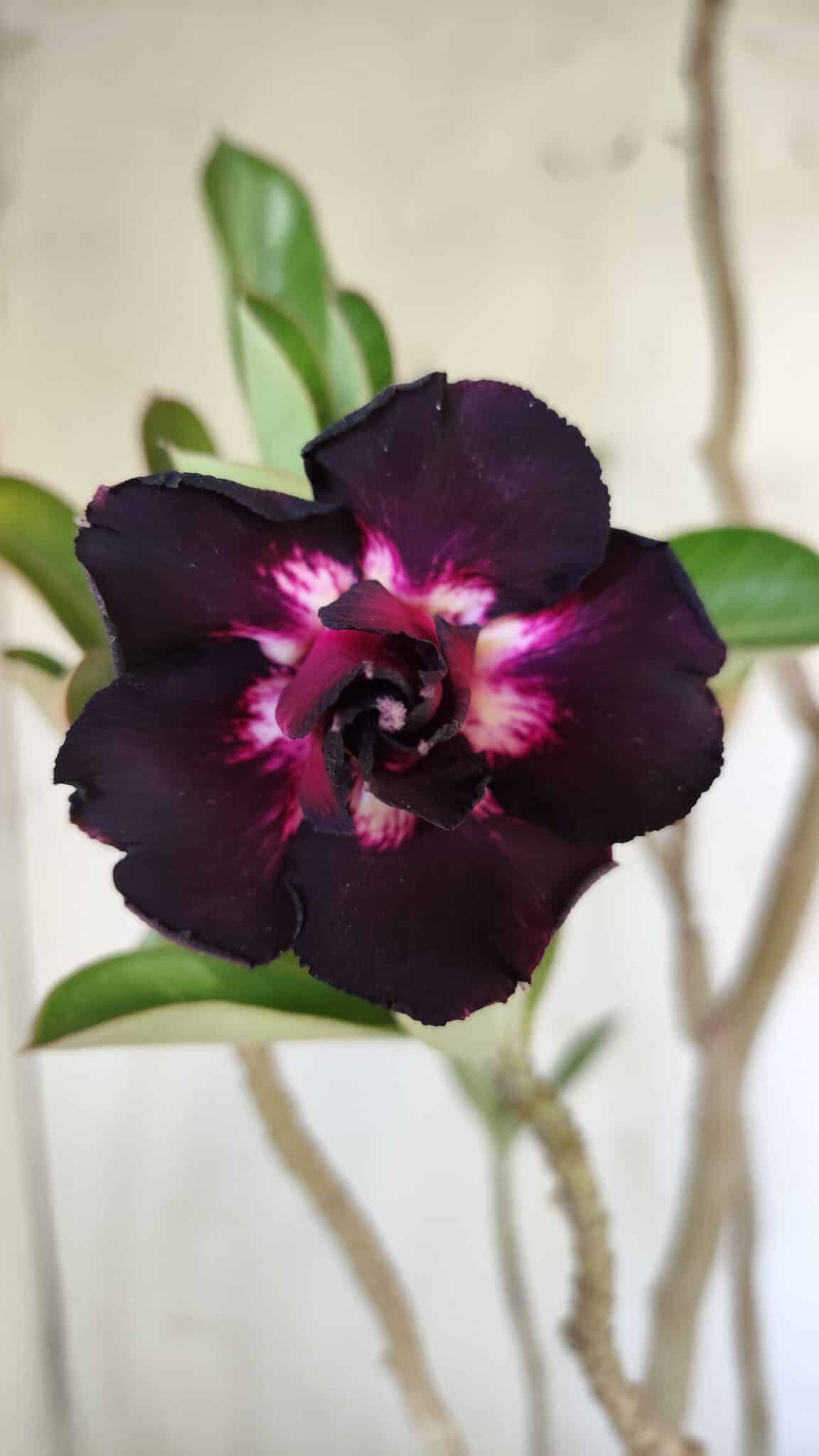 Planta Dobrada 3034 – 40cm – 03 anos