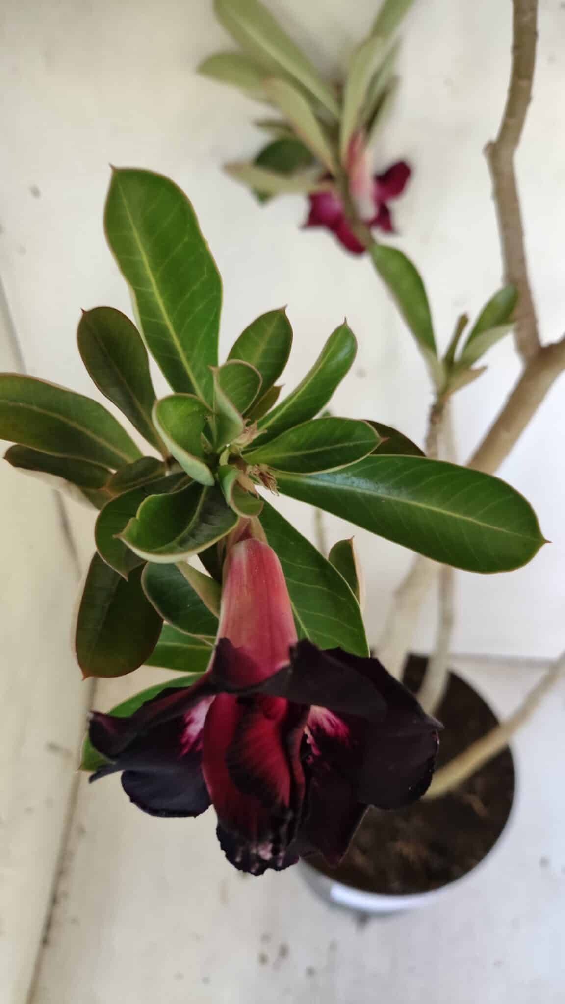 Planta Dobrada 3034 – 40cm – 03 anos