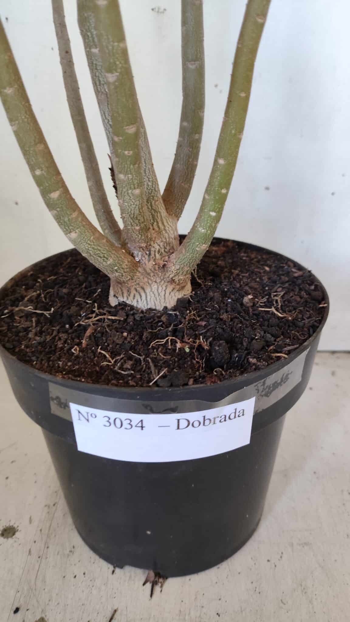Planta Dobrada 3034 – 40cm – 03 anos