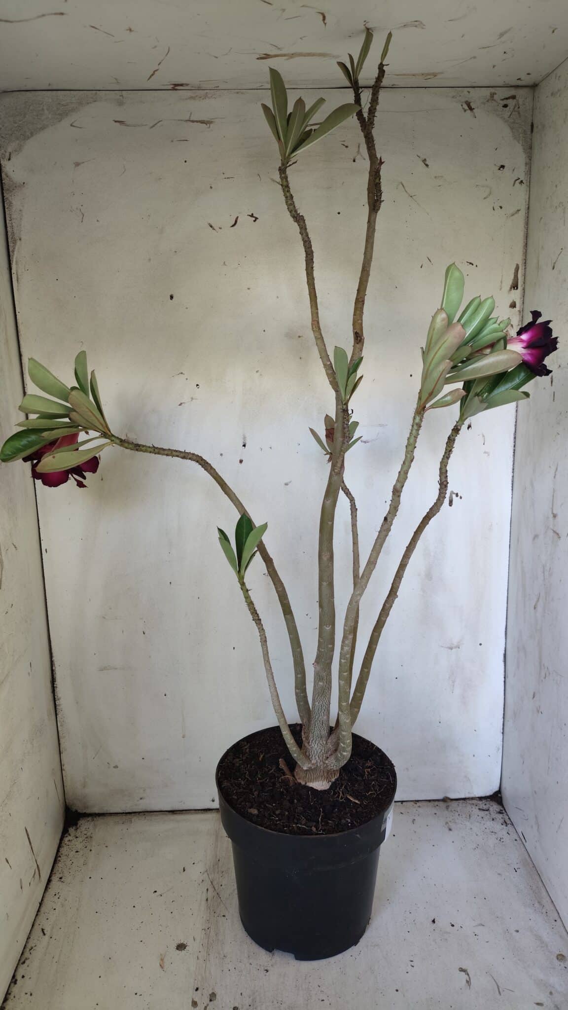 Planta Dobrada 3034 – 40cm – 03 anos