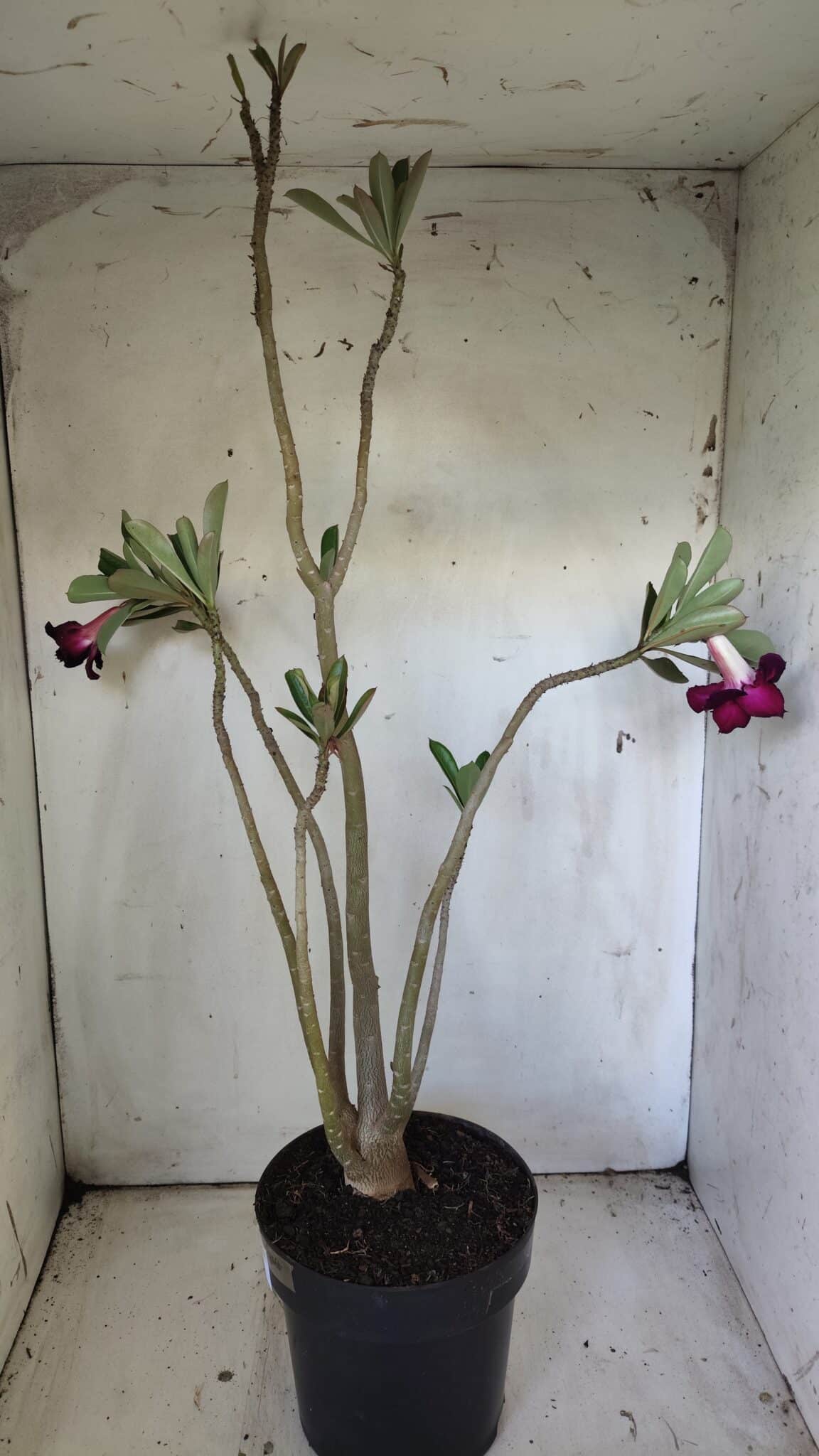 Planta Dobrada 3034 – 40cm – 03 anos