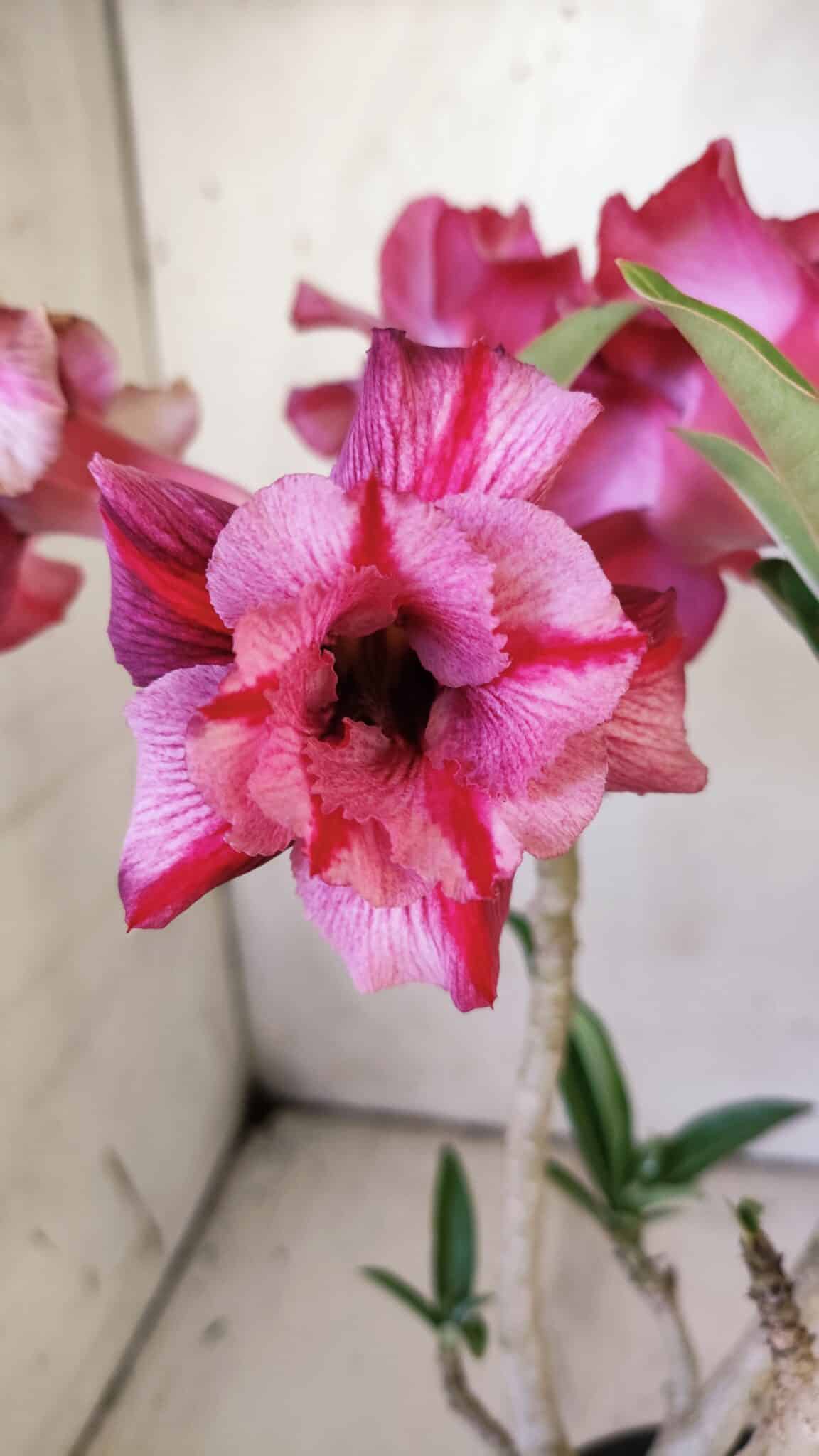 Planta Dobrada 3035 – 35cm – 03 anos