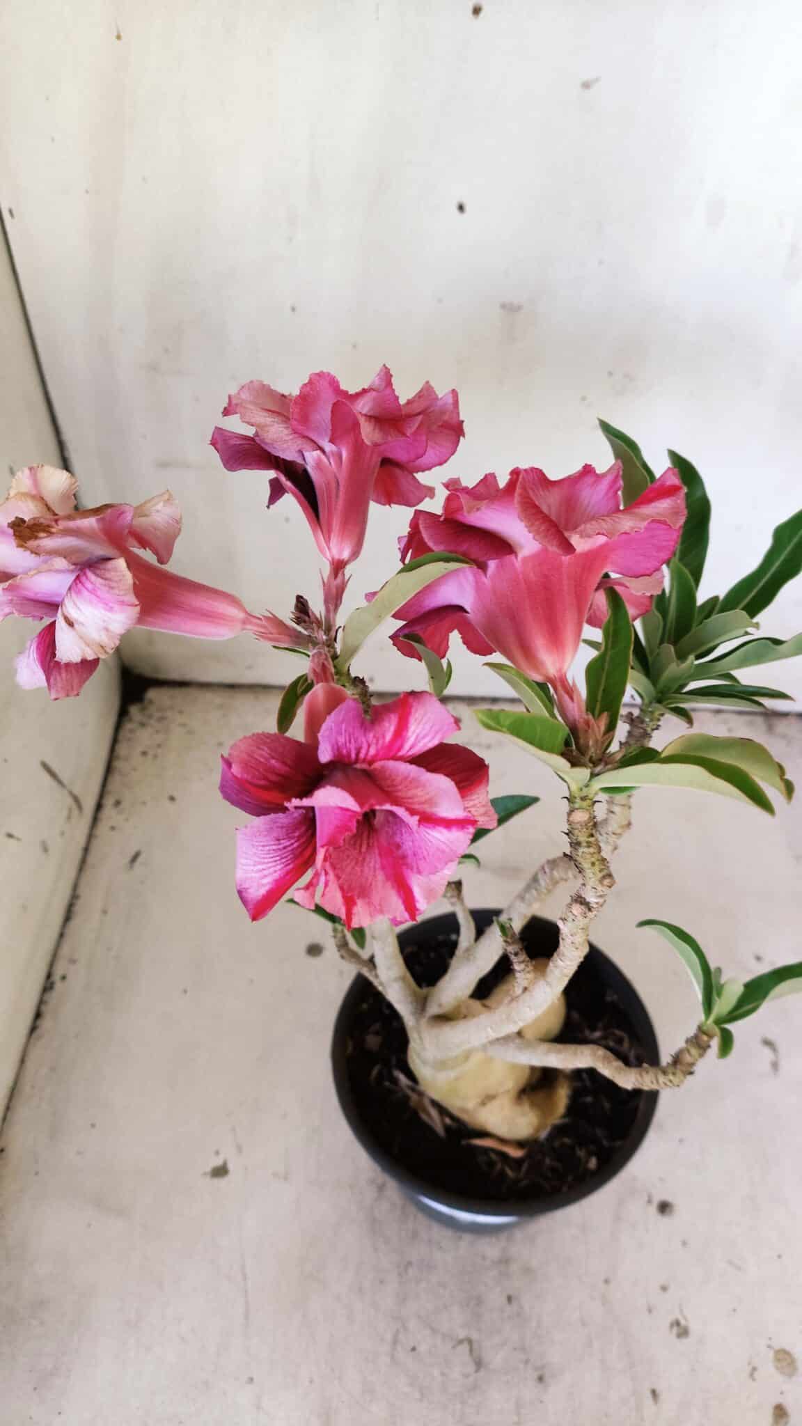Planta Dobrada 3035 – 35cm – 03 anos