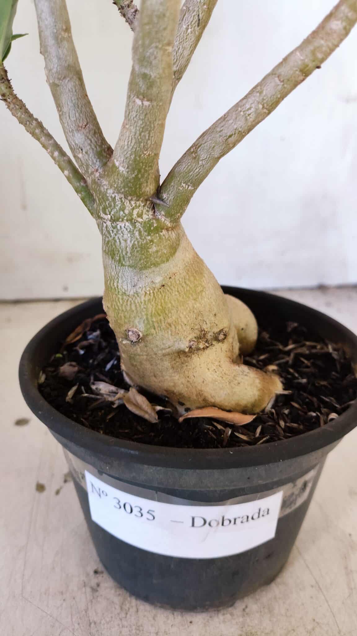 Planta Dobrada 3035 – 35cm – 03 anos