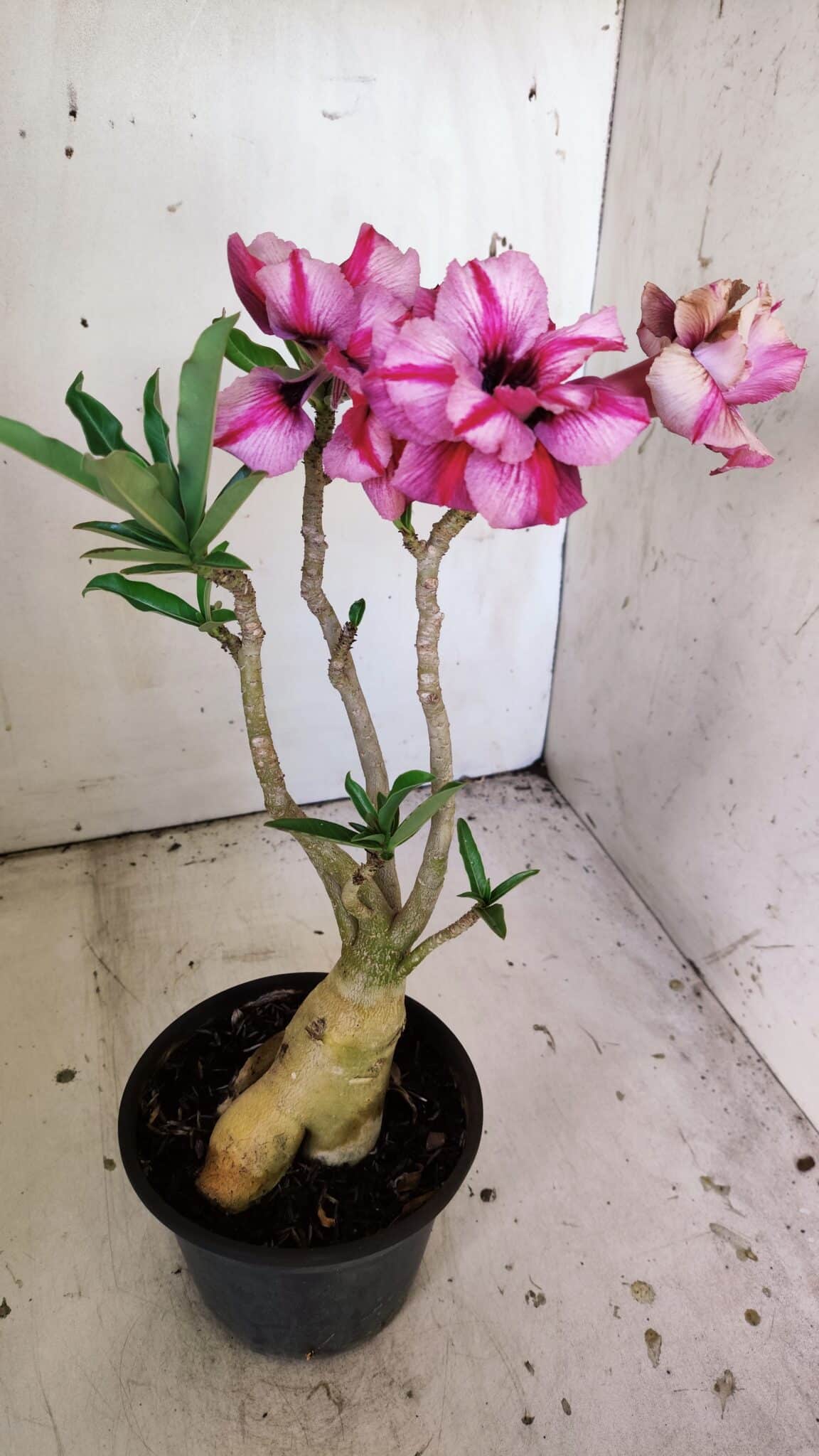Planta Dobrada 3035 – 35cm – 03 anos