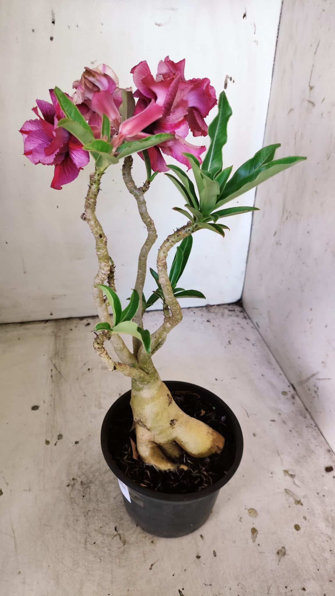 Planta Dobrada 3035 – 35cm – 03 anos
