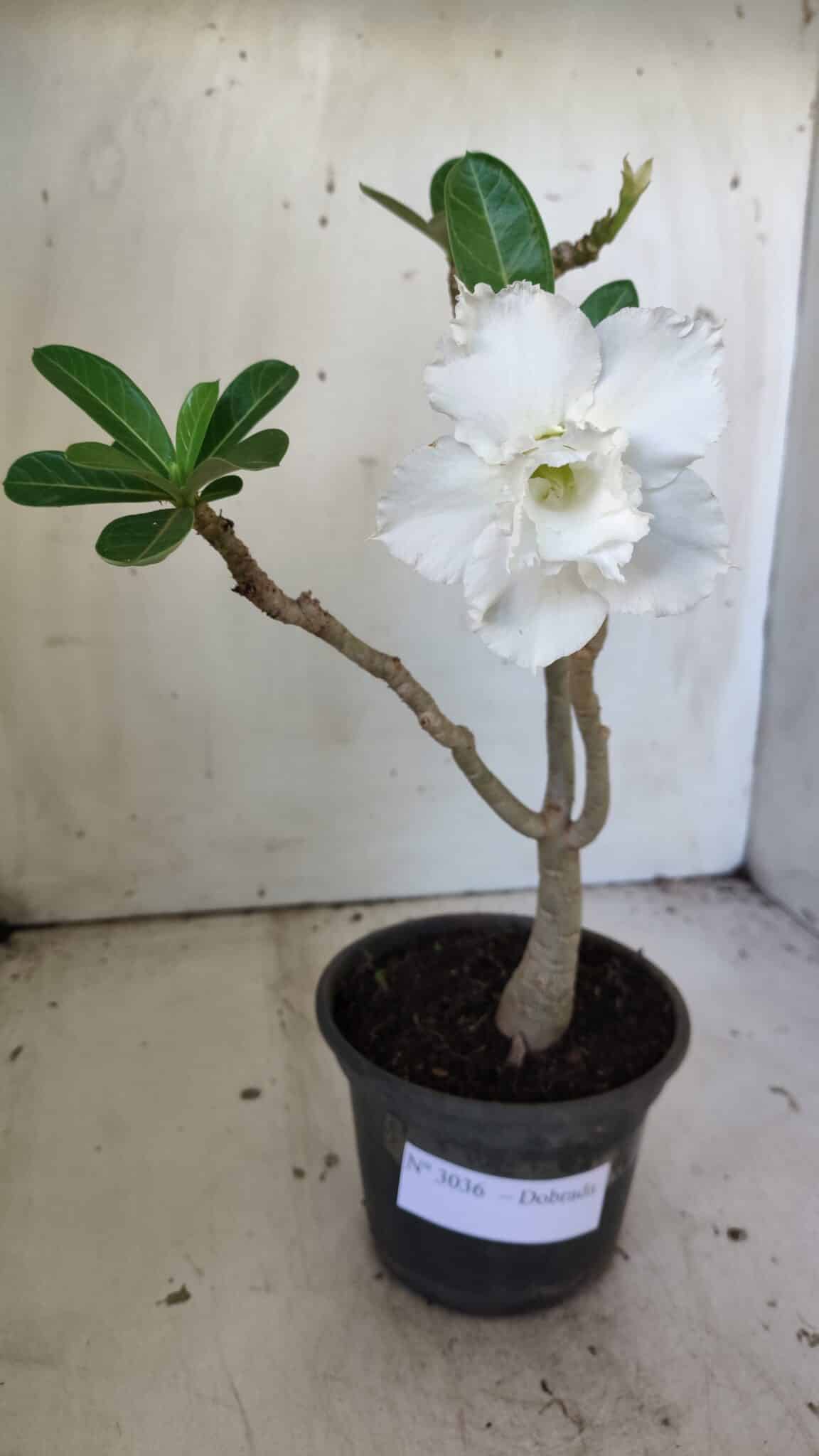 Planta Dobrada 3036 – 30cm – 02 anos