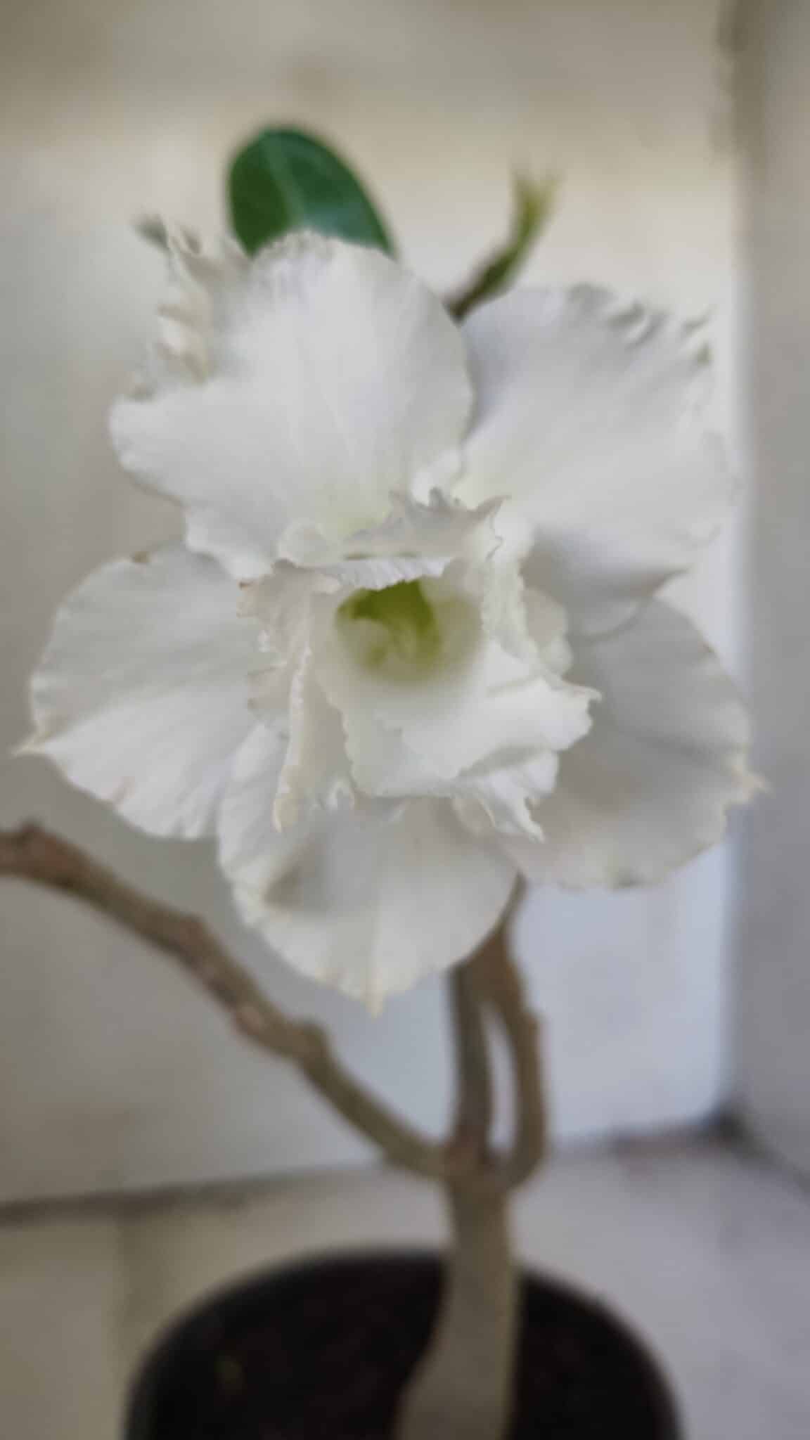 Planta Dobrada 3036 – 30cm – 02 anos