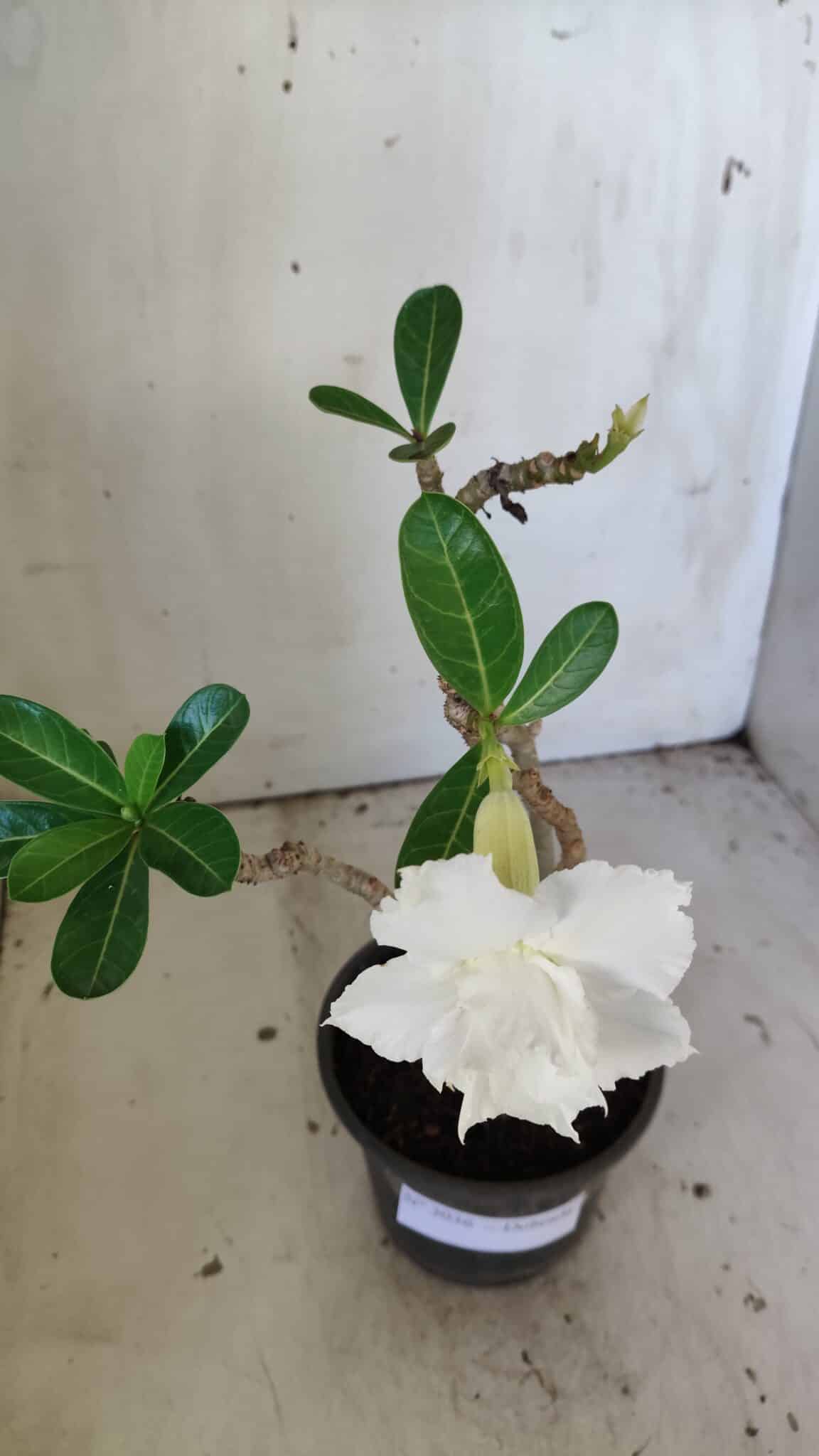 Planta Dobrada 3036 – 30cm – 02 anos