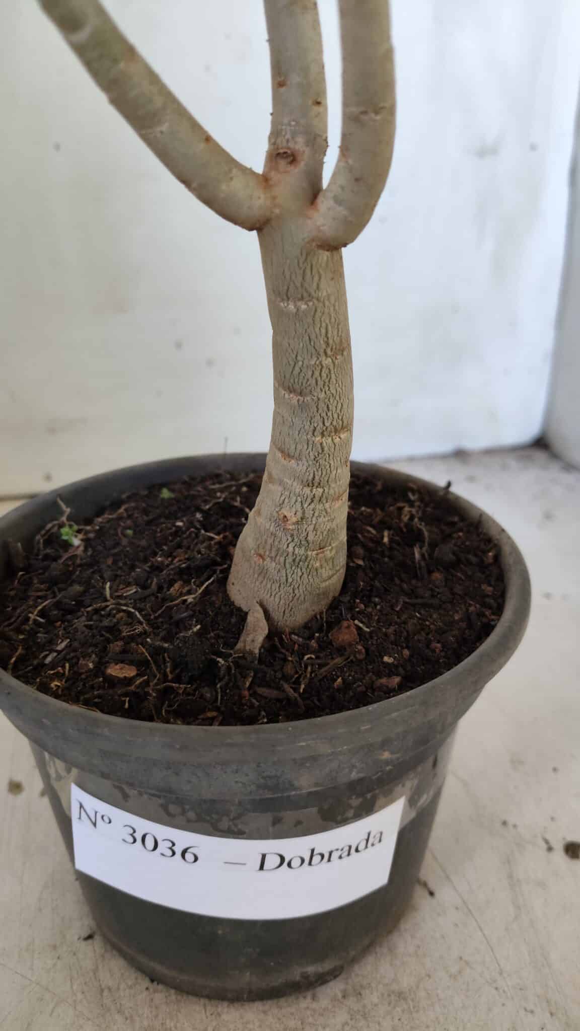 Planta Dobrada 3036 – 30cm – 02 anos