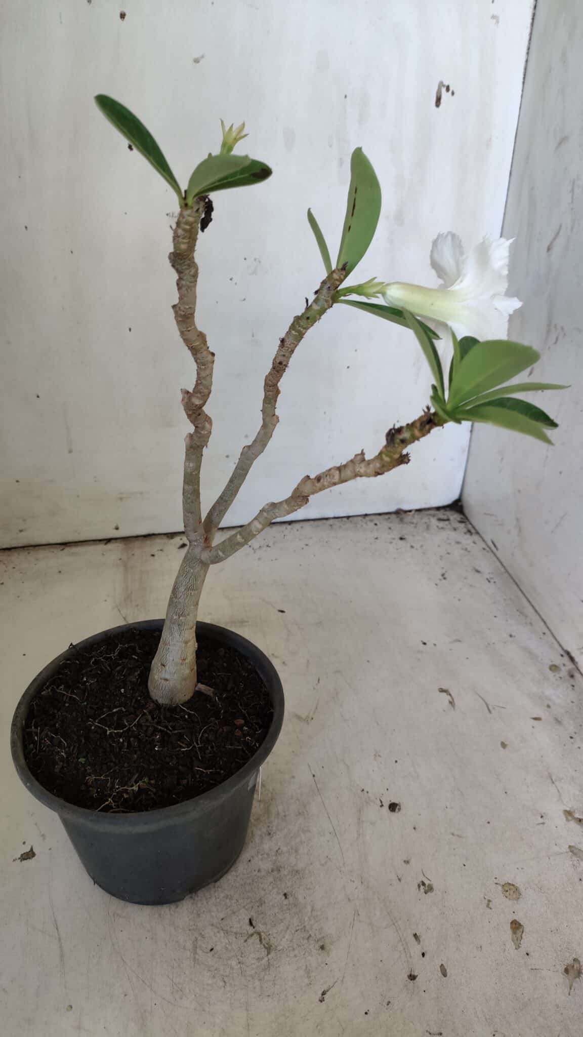 Planta Dobrada 3036 – 30cm – 02 anos