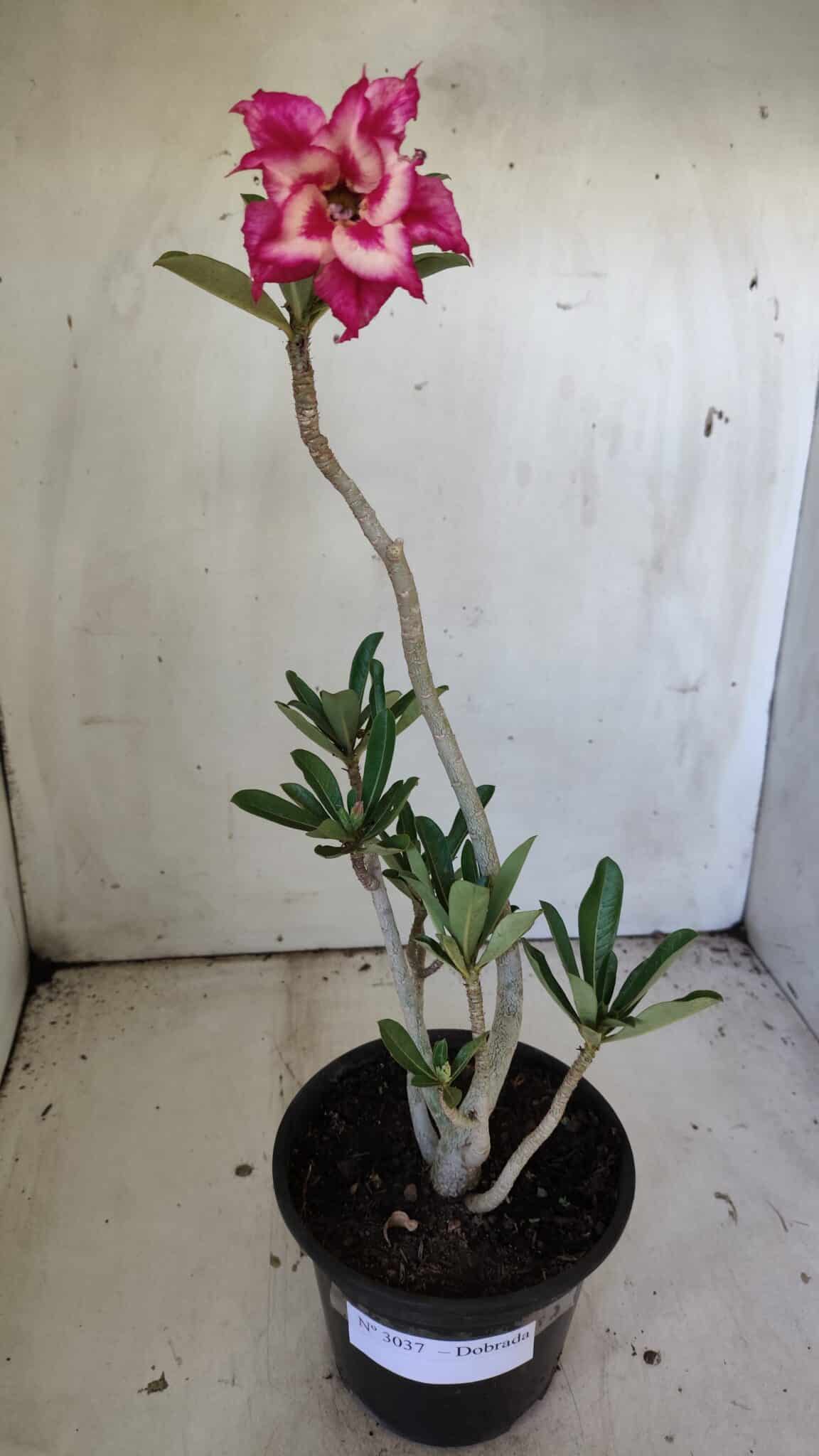 Planta Dobrada 3037 – 30cm – 02 anos