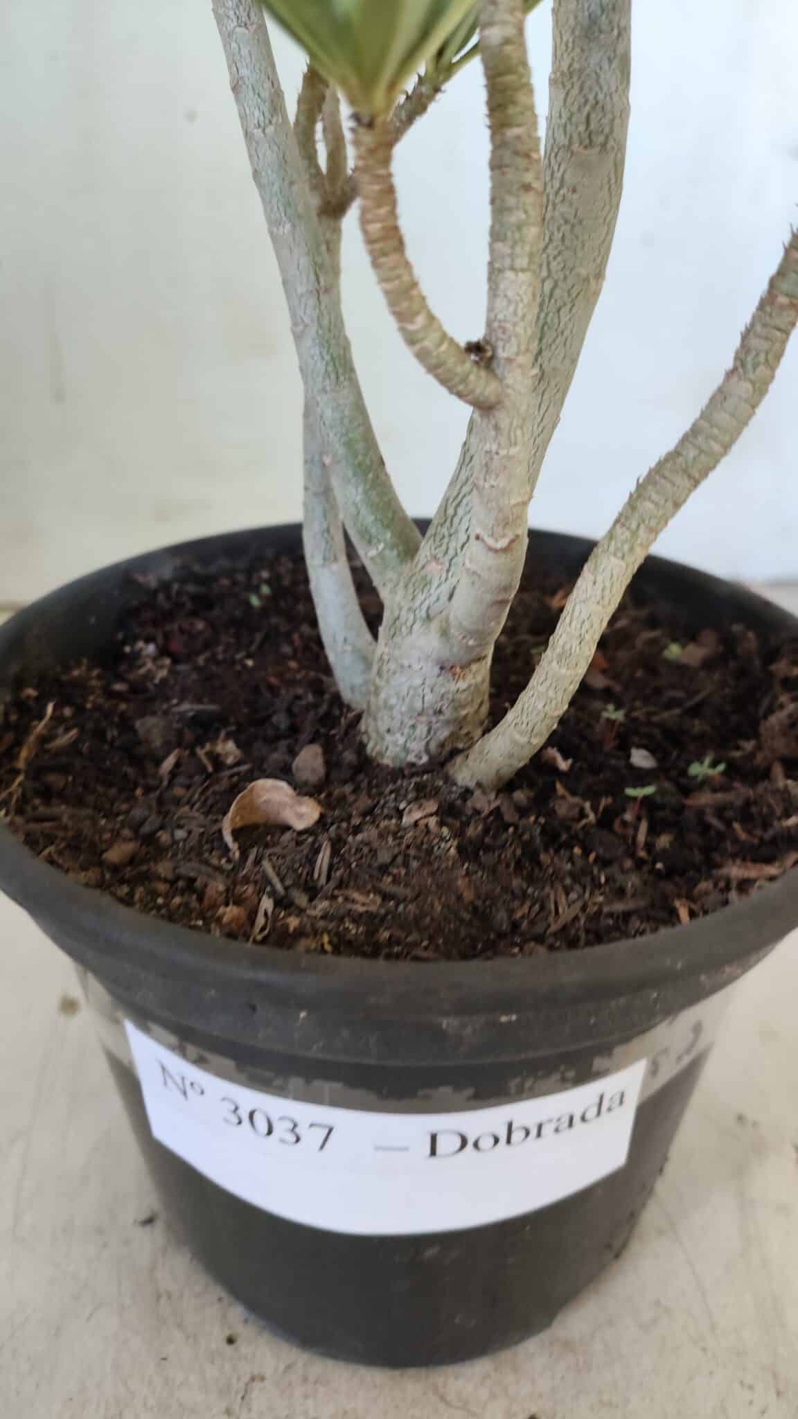 Planta Dobrada 3037 – 30cm – 02 anos
