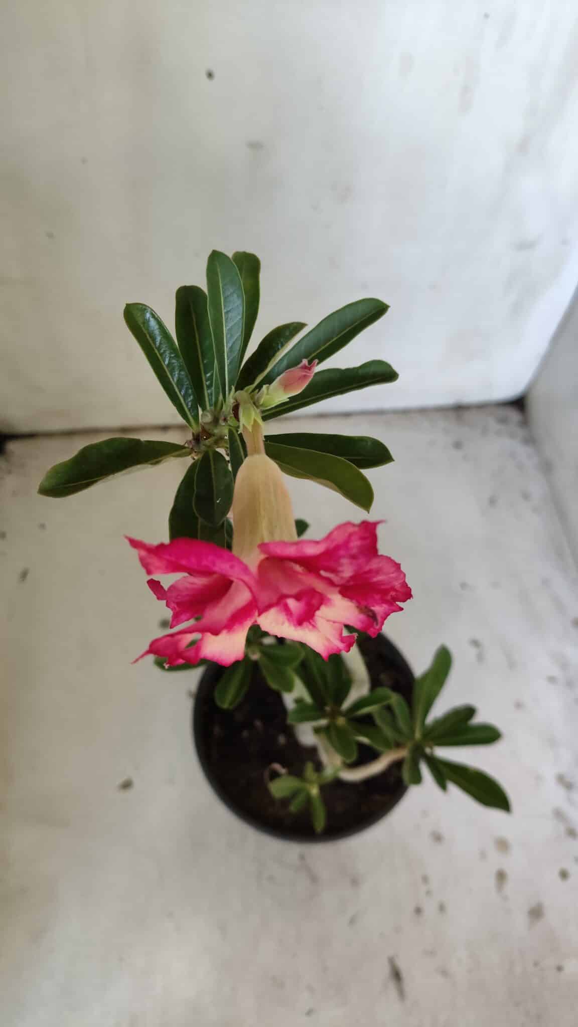 Planta Dobrada 3037 – 30cm – 02 anos