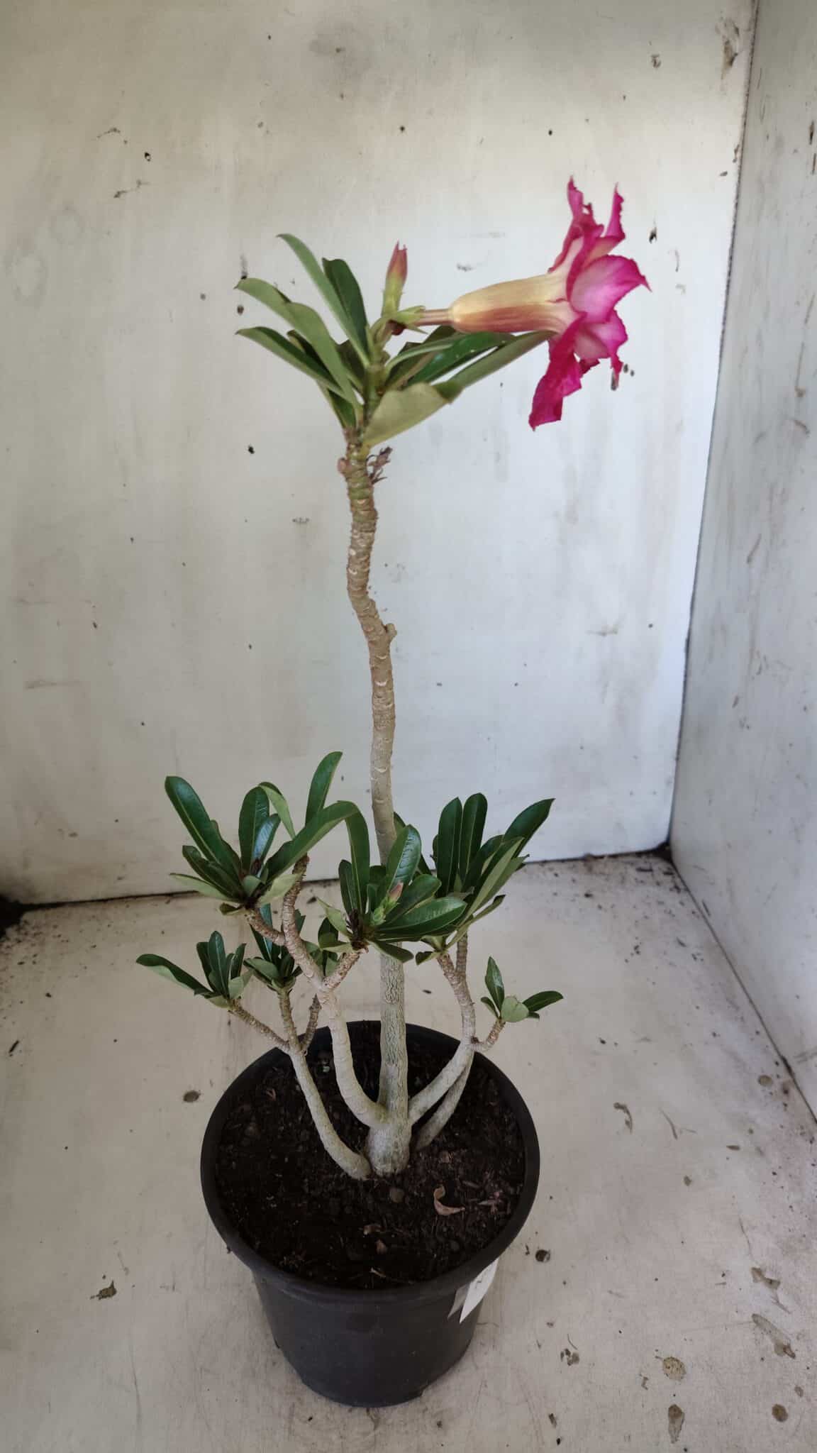 Planta Dobrada 3037 – 30cm – 02 anos