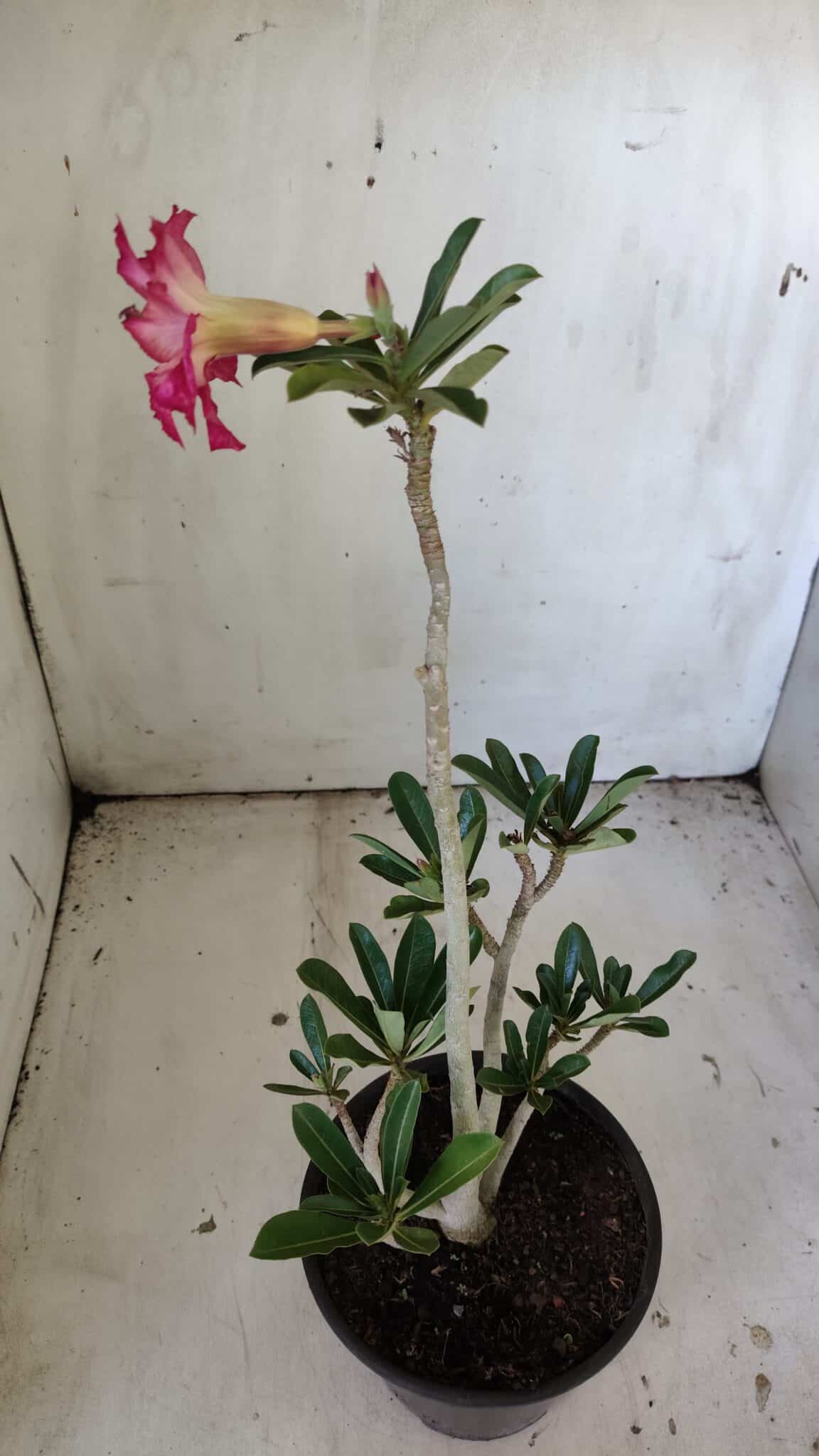 Planta Dobrada 3037 – 30cm – 02 anos