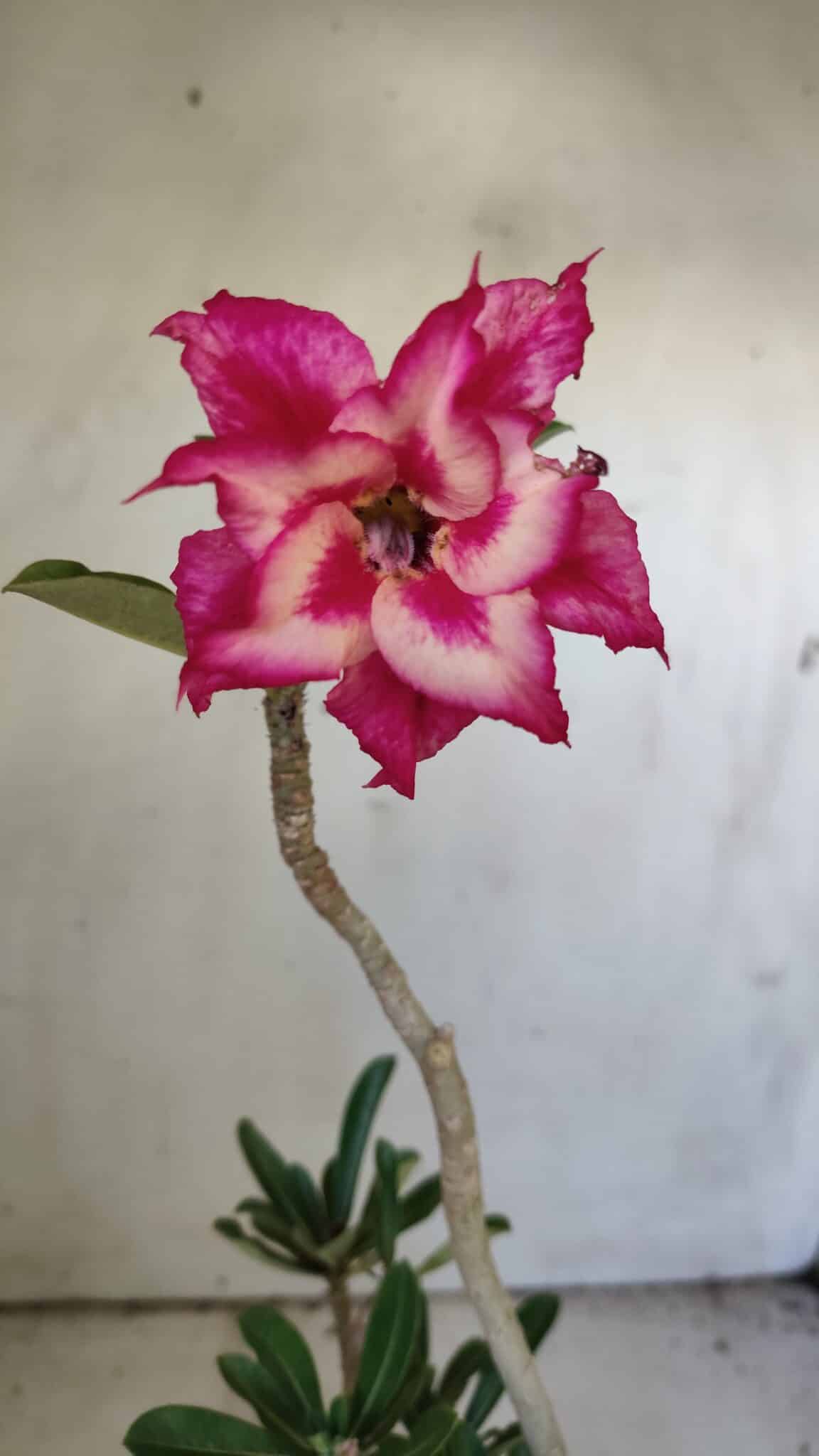 Planta Dobrada 3037 – 30cm – 02 anos