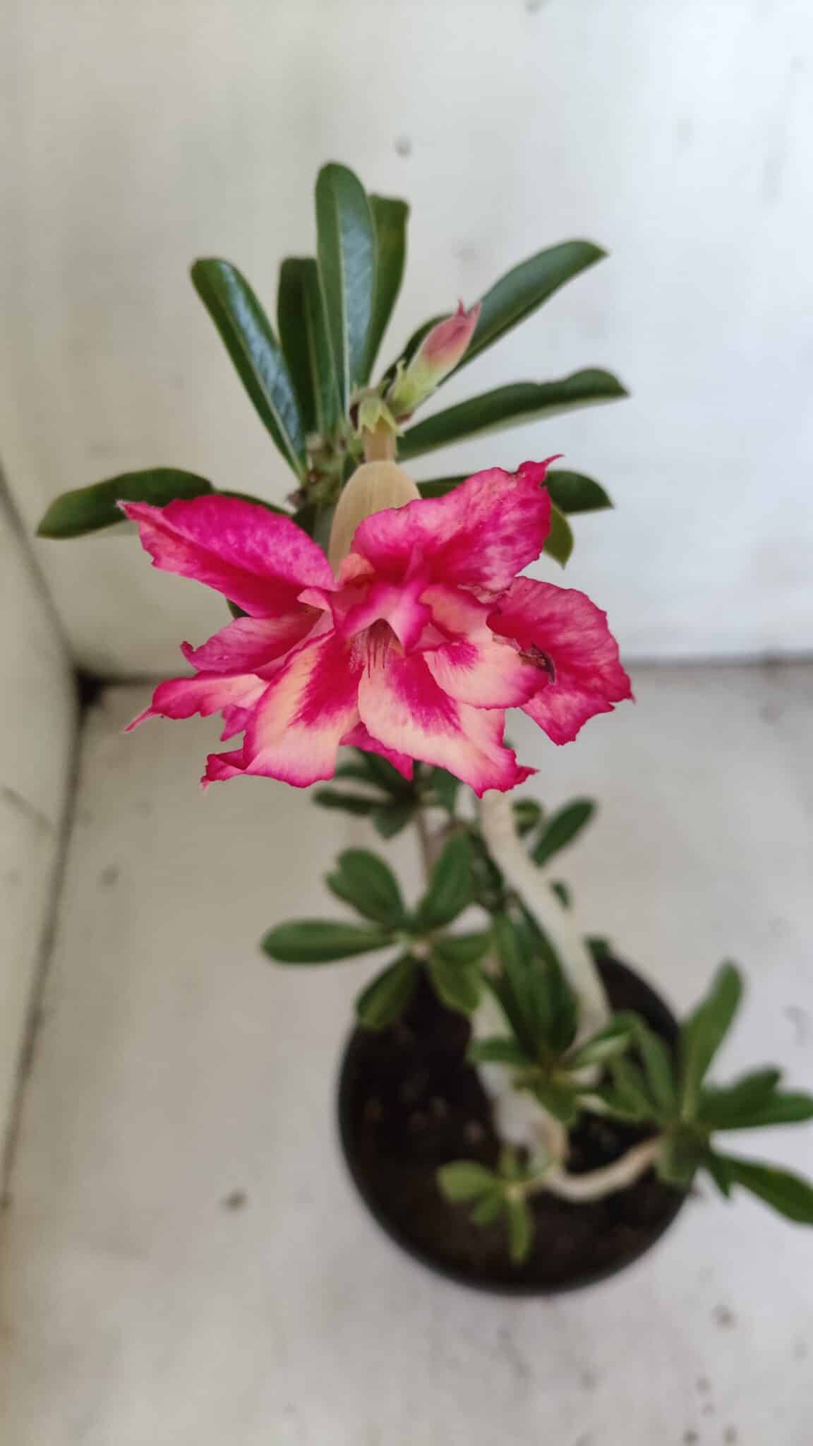Planta Dobrada 3037 – 30cm – 02 anos