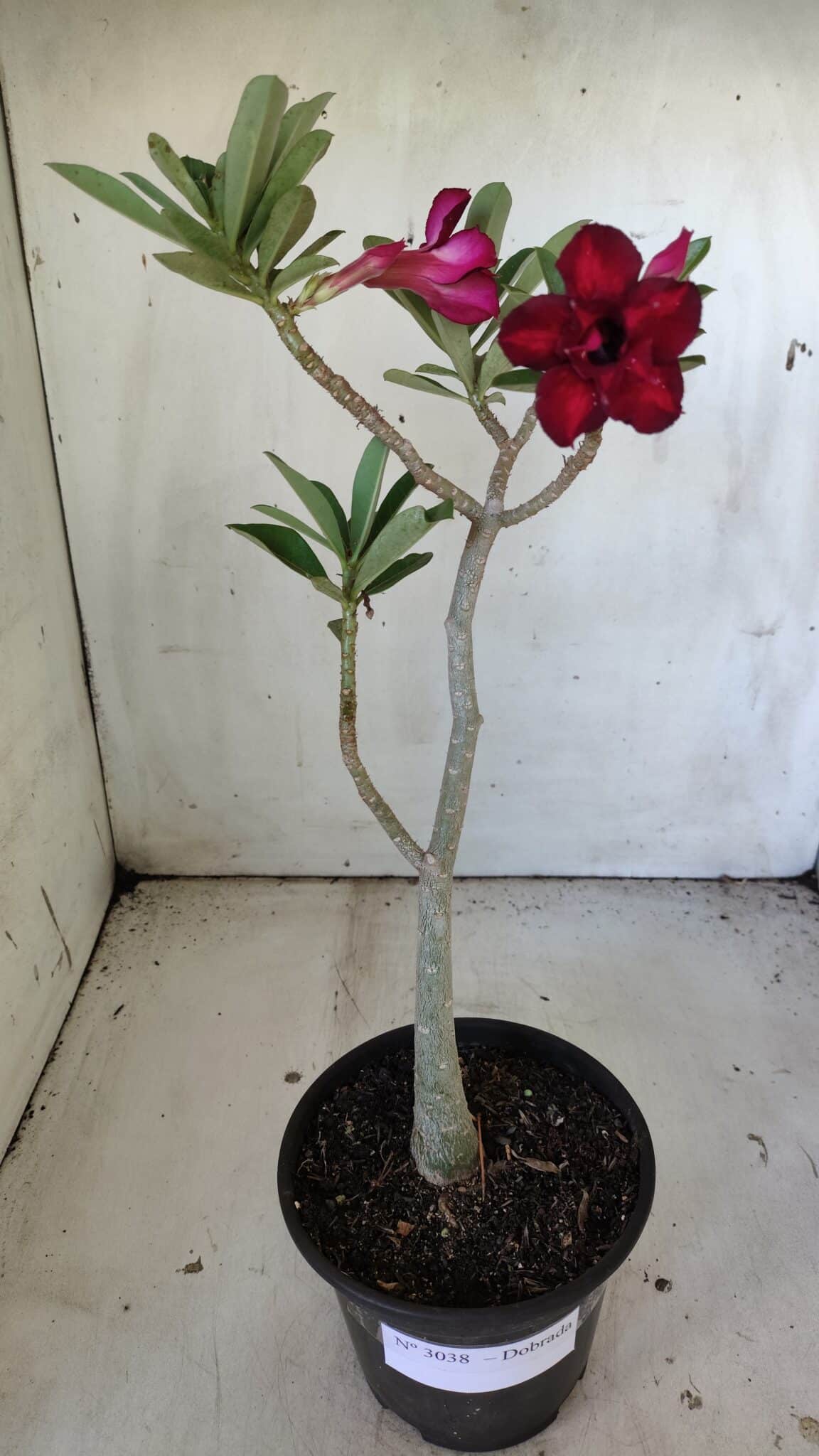 Planta Dobrada 3038 – 30cm – 02 anos