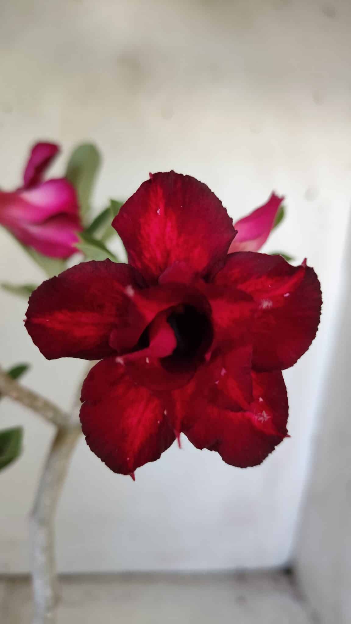 Planta Dobrada 3038 – 30cm – 02 anos