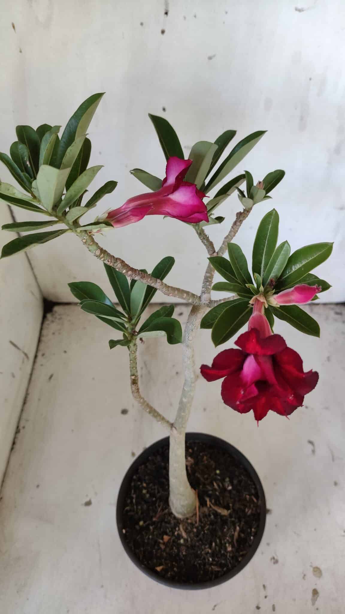 Planta Dobrada 3038 – 30cm – 02 anos