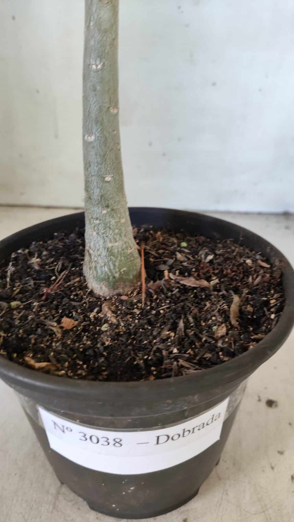 Planta Dobrada 3038 – 30cm – 02 anos