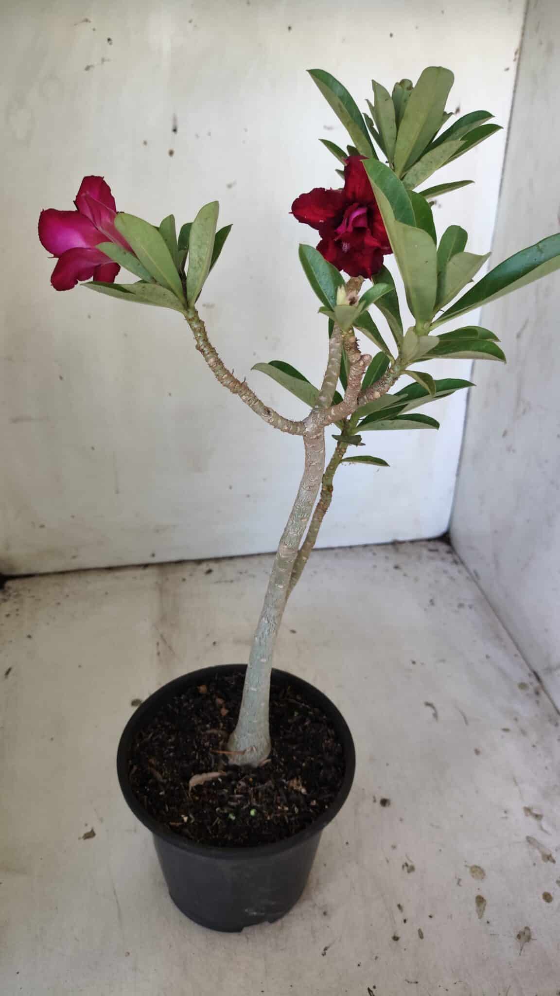Planta Dobrada 3038 – 30cm – 02 anos