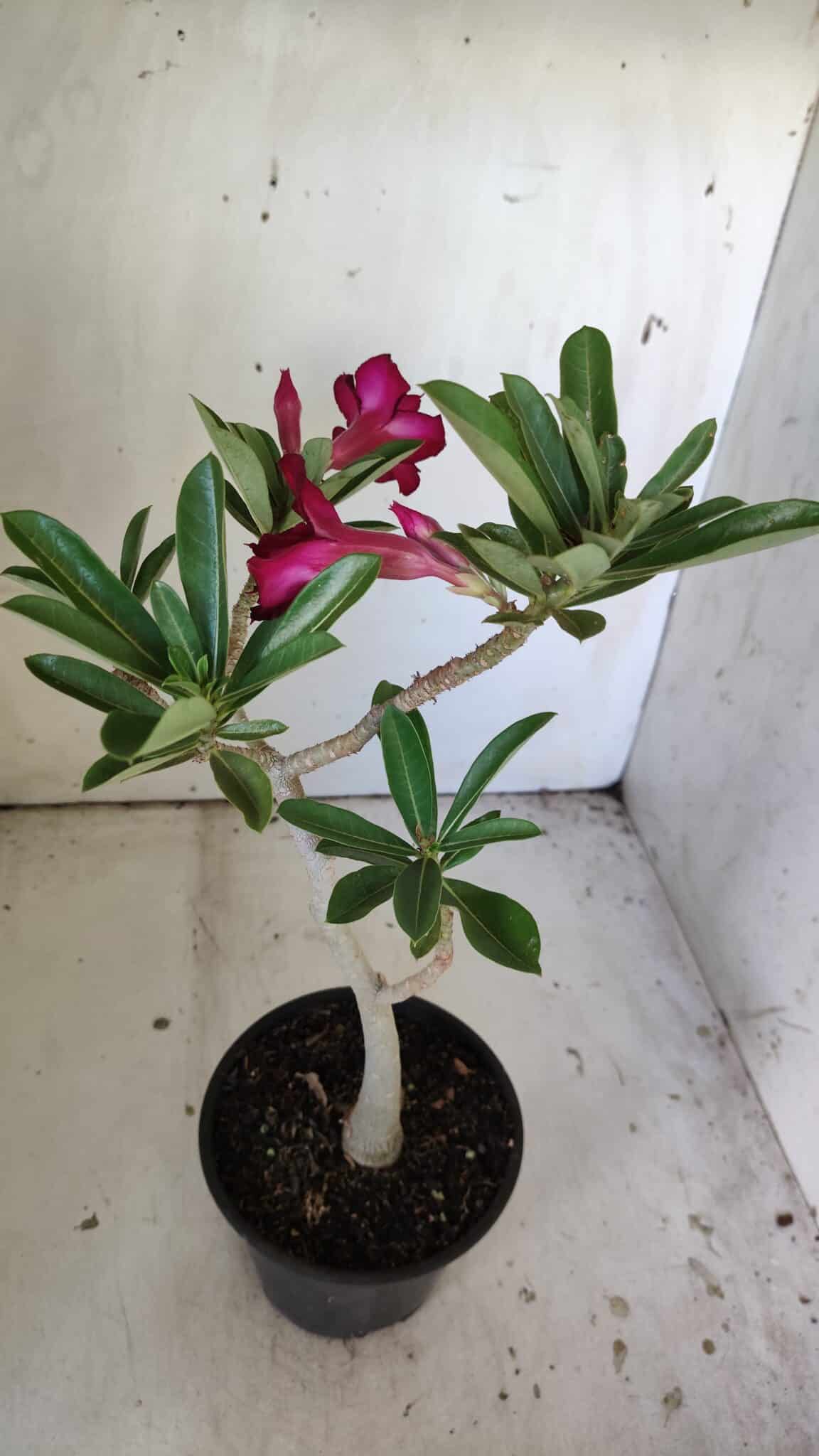 Planta Dobrada 3038 – 30cm – 02 anos