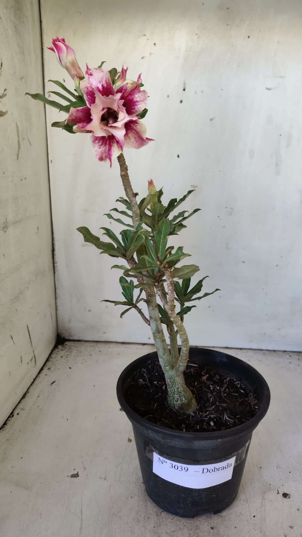 Planta Dobrada 3039 – 30cm – 02 anos