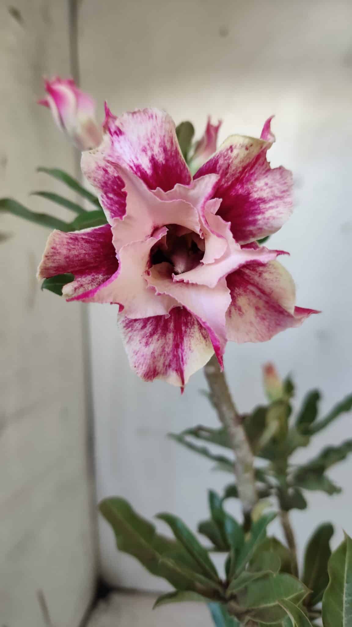 Planta Dobrada 3039 – 30cm – 02 anos