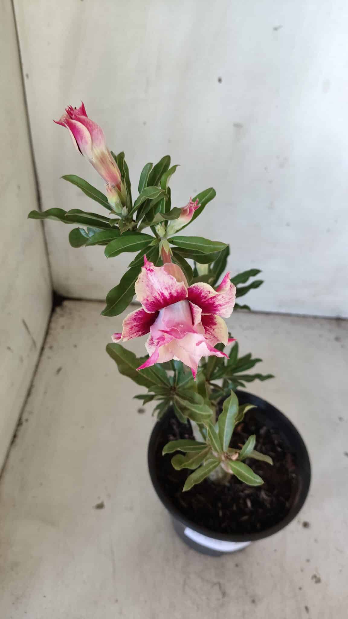 Planta Dobrada 3039 – 30cm – 02 anos