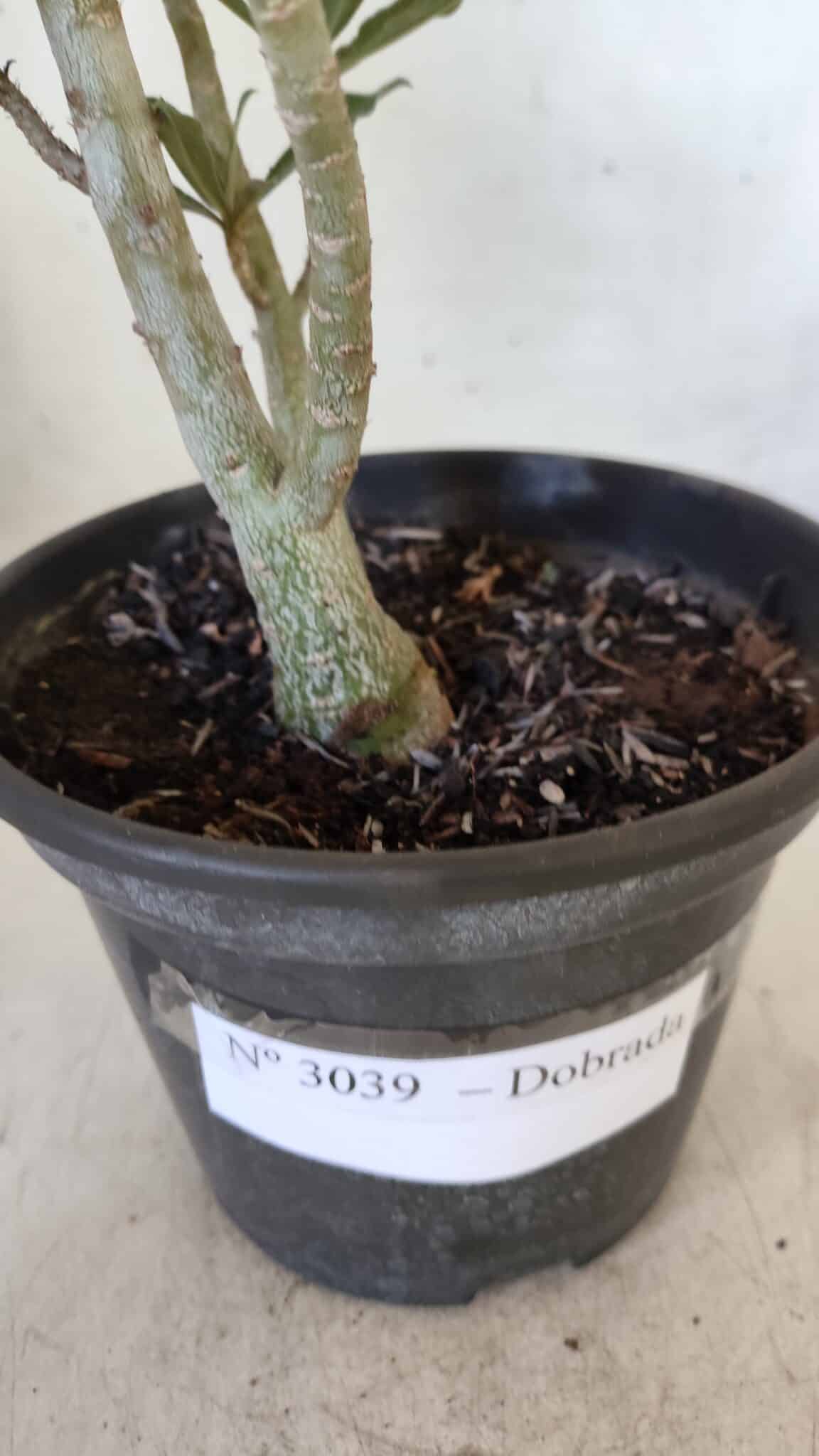 Planta Dobrada 3039 – 30cm – 02 anos