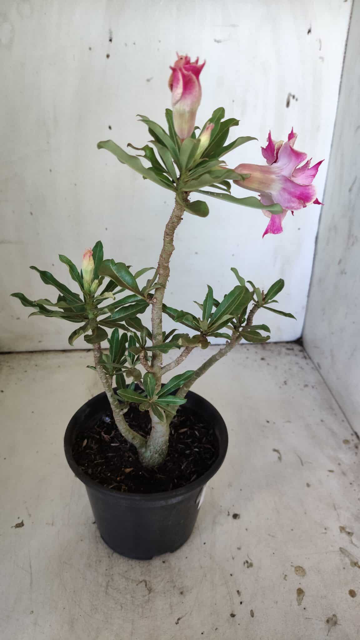 Planta Dobrada 3039 – 30cm – 02 anos