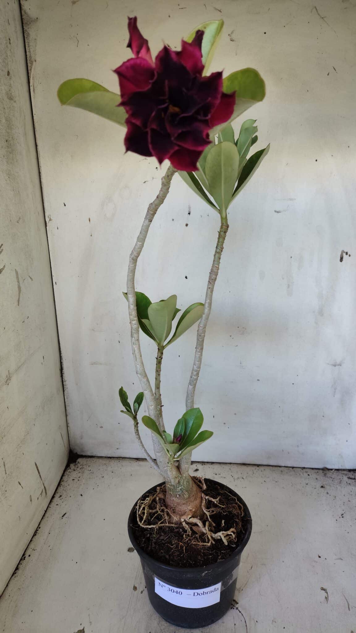 Planta Dobrada 3040 – 40cm – 03 anos