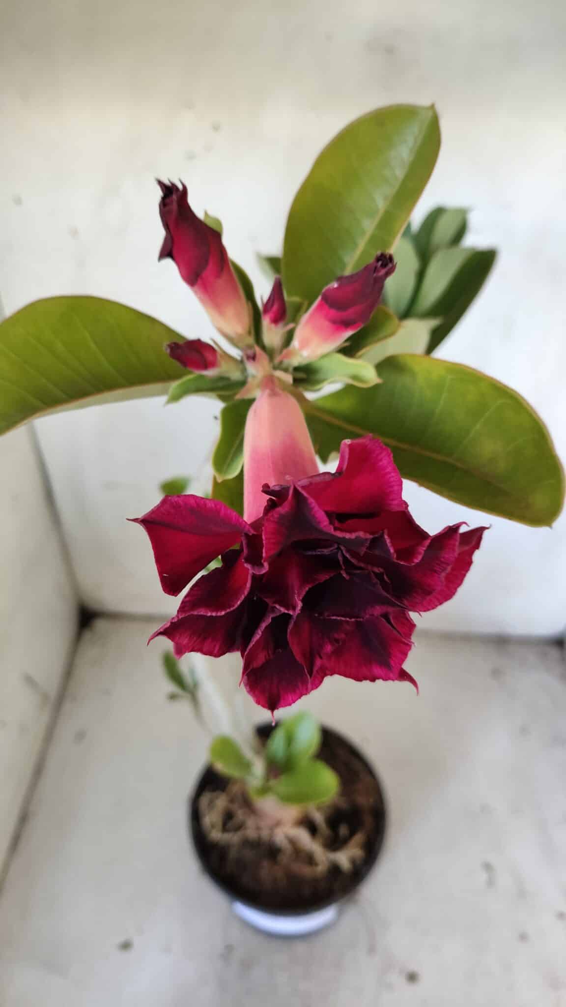 Planta Dobrada 3040 – 40cm – 03 anos