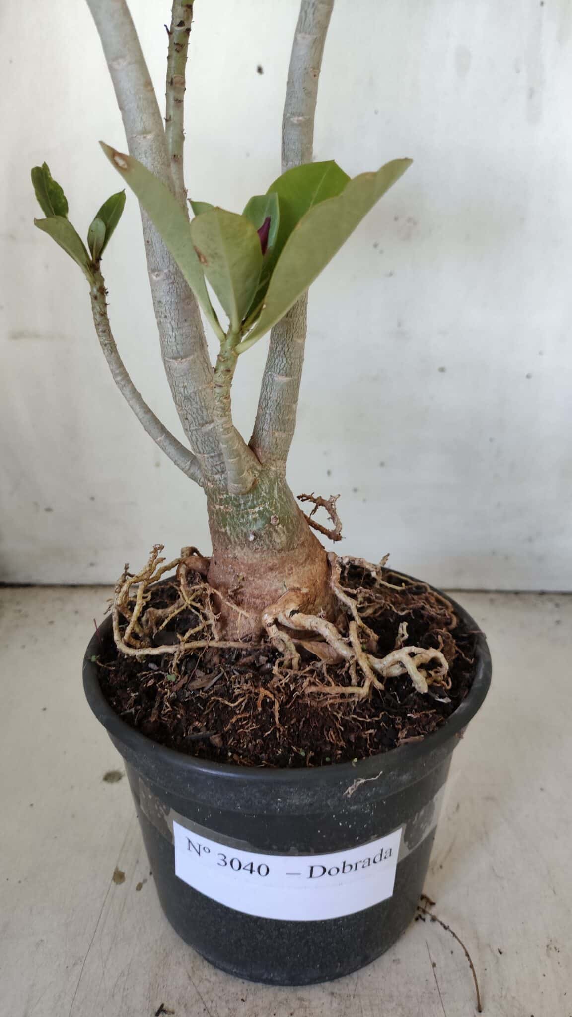 Planta Dobrada 3040 – 40cm – 03 anos