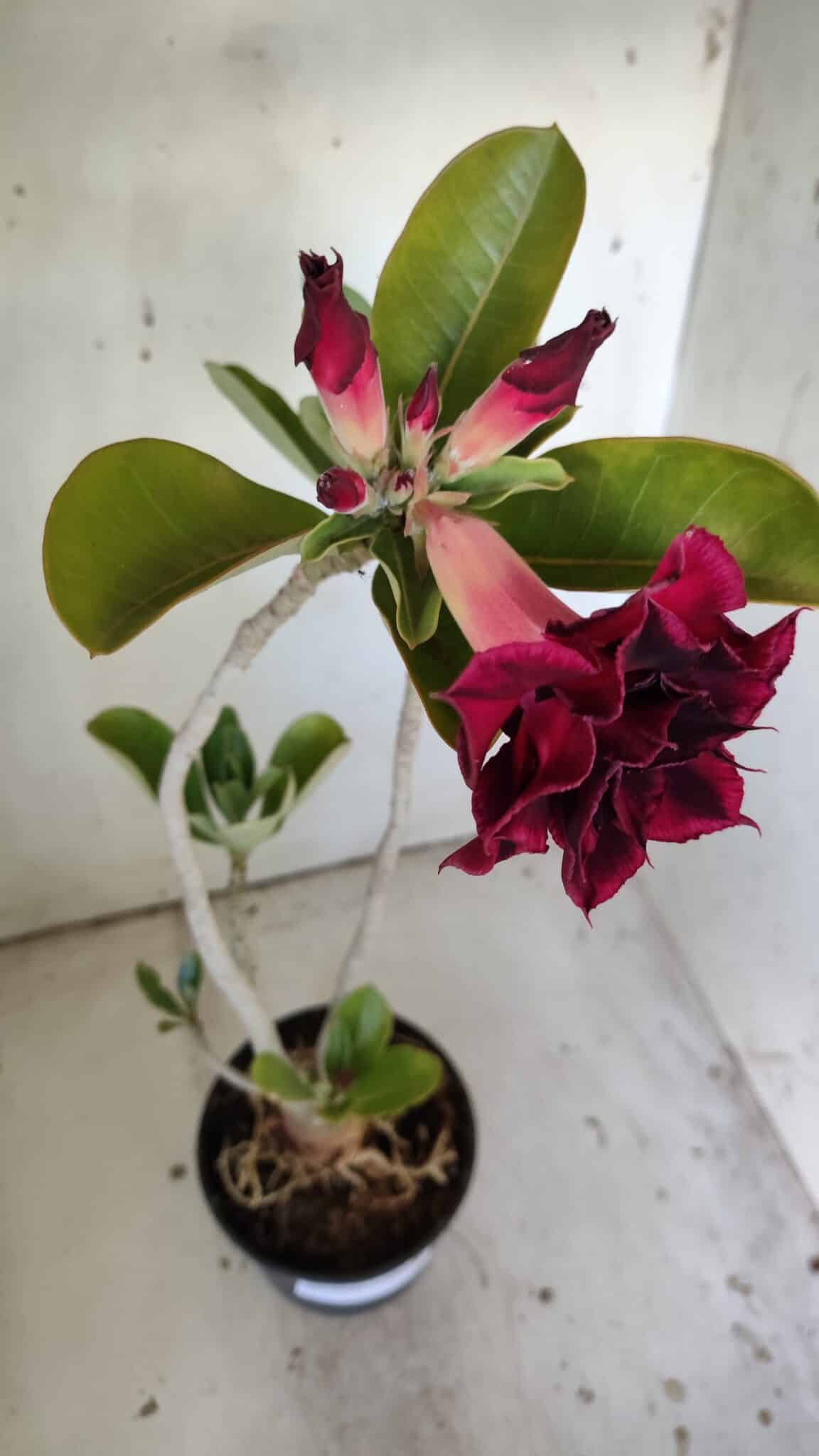 Planta Dobrada 3040 – 40cm – 03 anos