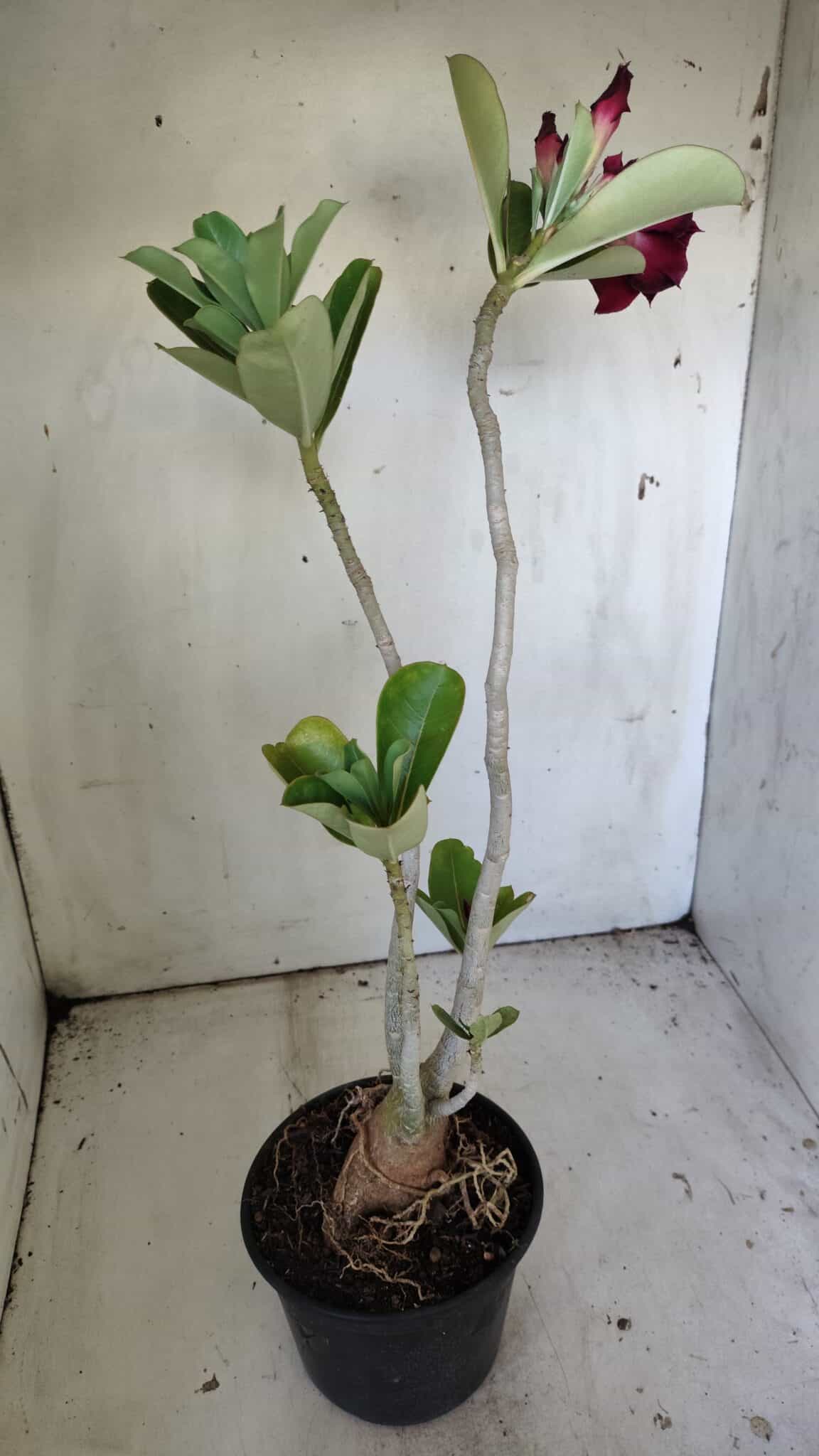 Planta Dobrada 3040 – 40cm – 03 anos