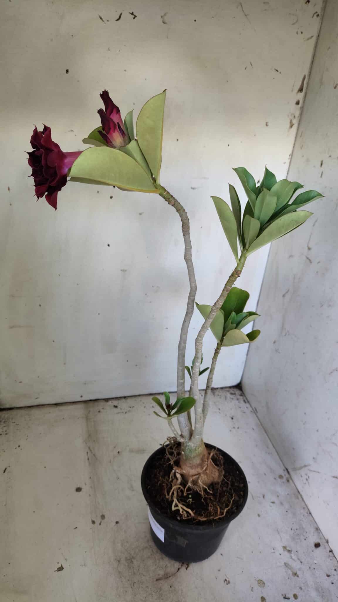 Planta Dobrada 3040 – 40cm – 03 anos