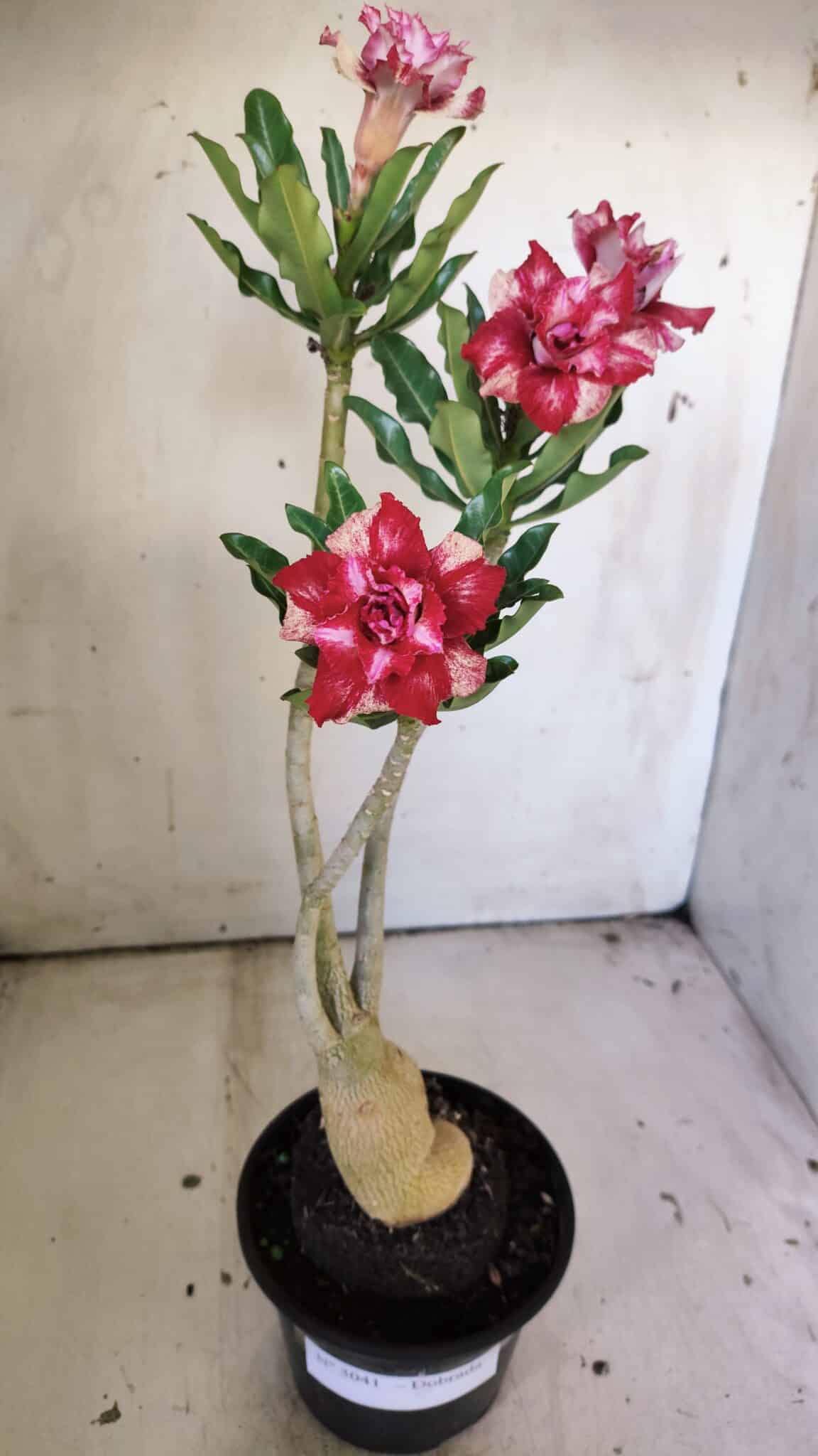 Planta Dobrada 3041 – 35cm – 03 anos