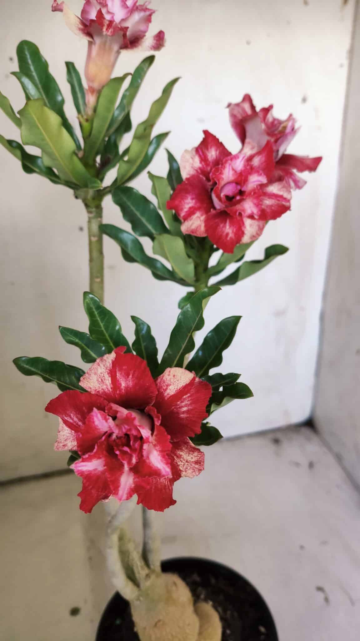 Planta Dobrada 3041 – 35cm – 03 anos