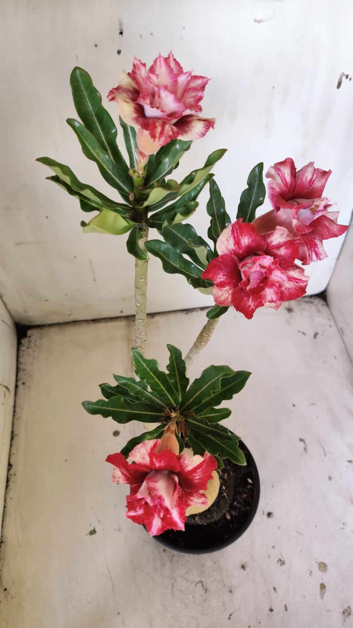 Planta Dobrada 3041 – 35cm – 03 anos