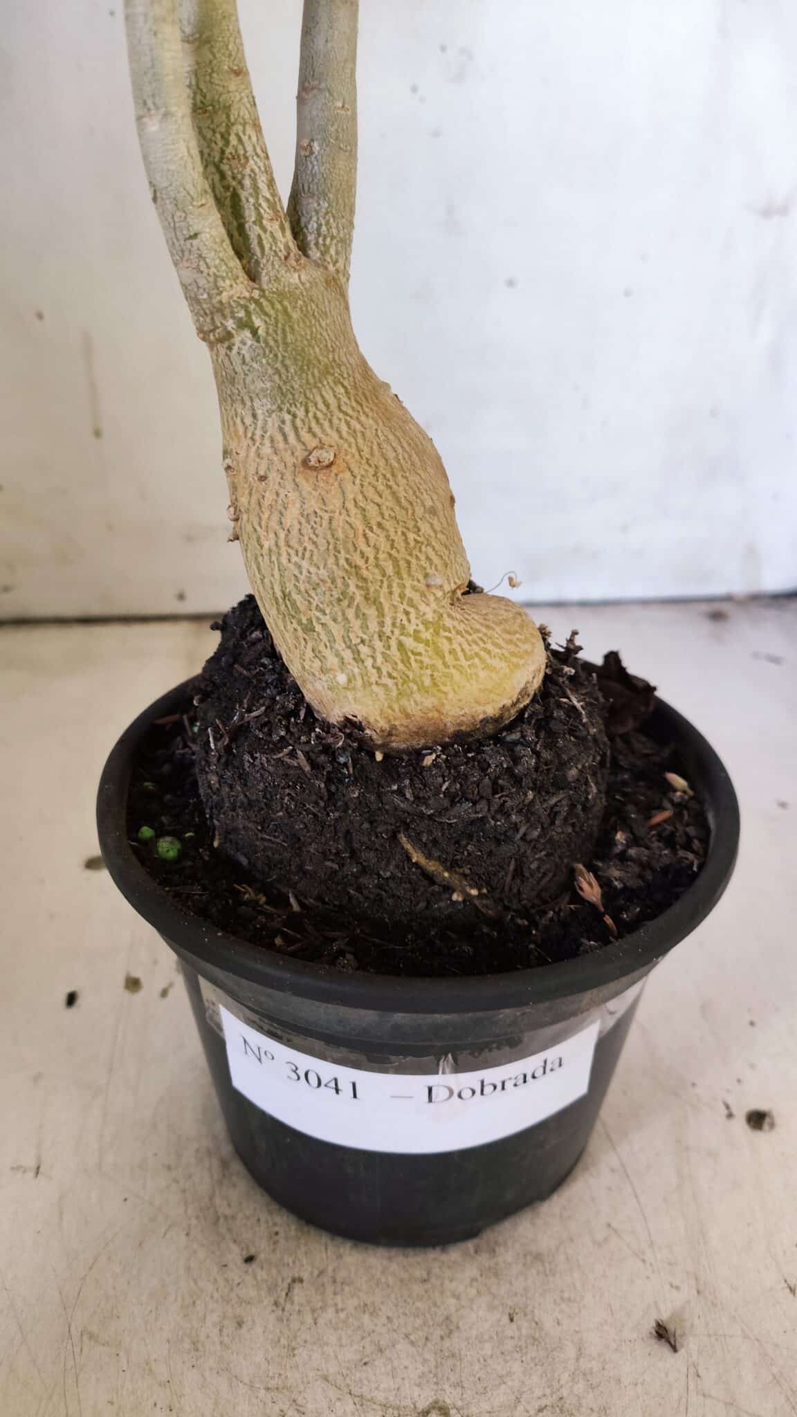 Planta Dobrada 3041 – 35cm – 03 anos