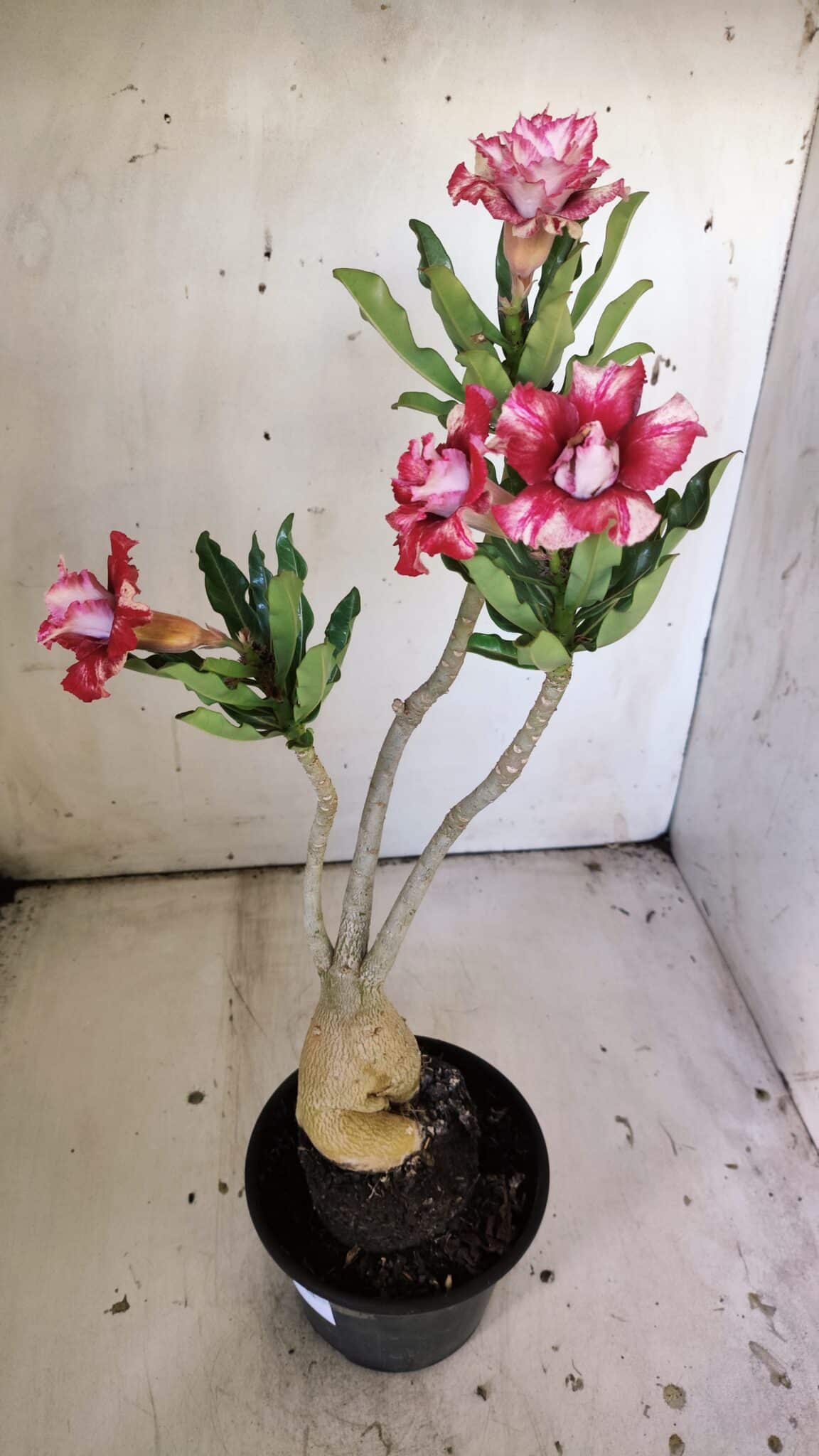 Planta Dobrada 3041 – 35cm – 03 anos