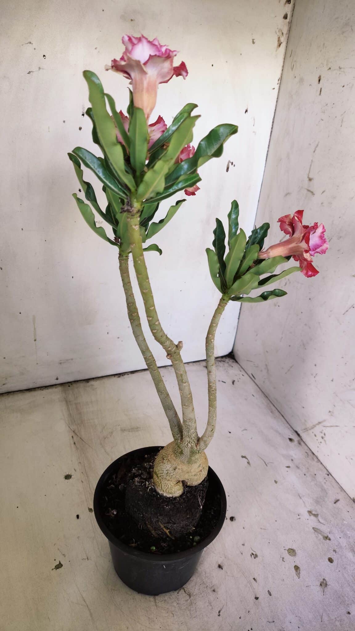 Planta Dobrada 3041 – 35cm – 03 anos